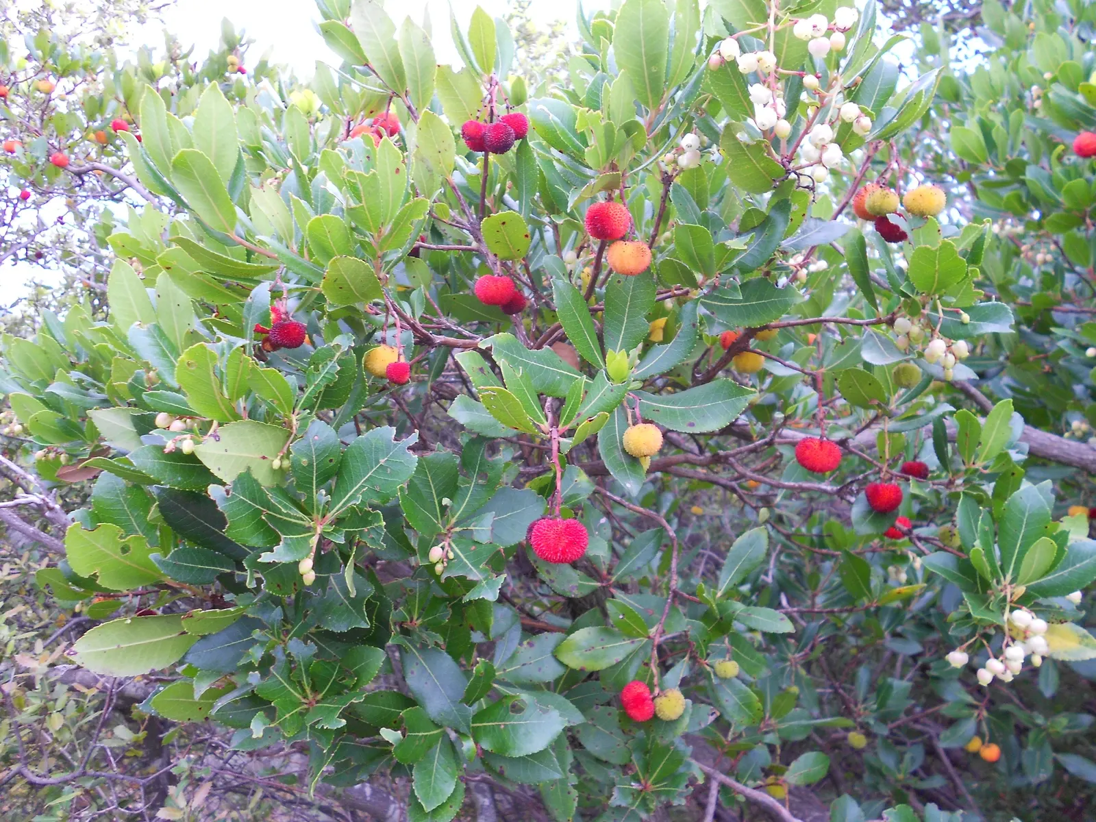 Strawberry Tree (Arbutus Unedo) — consider its preference for well-drained soil and full sun to partial shade exposure; red to yellow berries, image 103