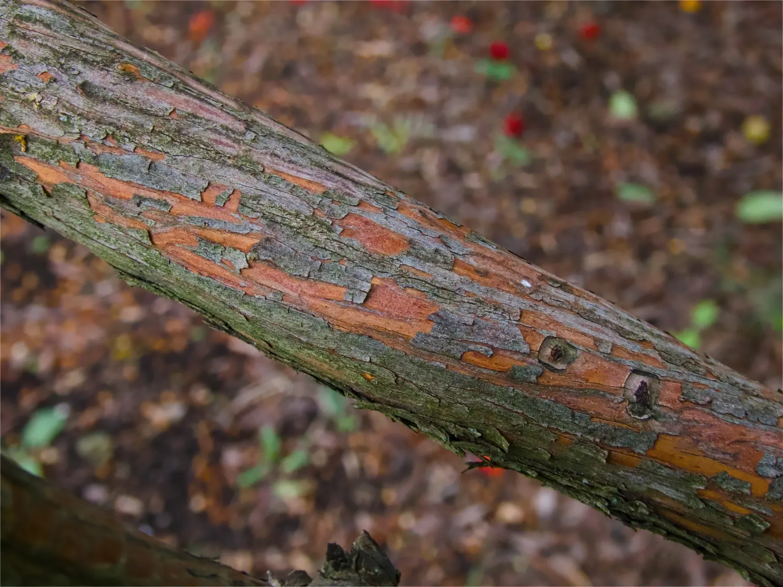 Strawberry Tree (Arbutus Unedo) — Ideally planted in well-drained soil, it thrives in full sun to partial shade; its striking features include rich, image 49
