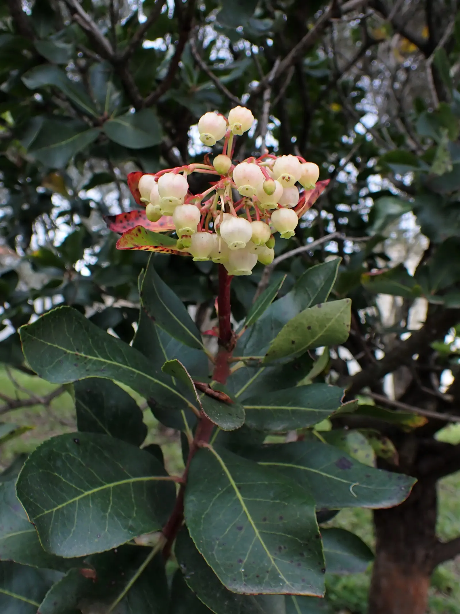Strawberry Tree (Arbutus Unedo) — scientifically referred to as Arbutus unedo; it boasts glossy green leaves and produces bell-shaped, image 51