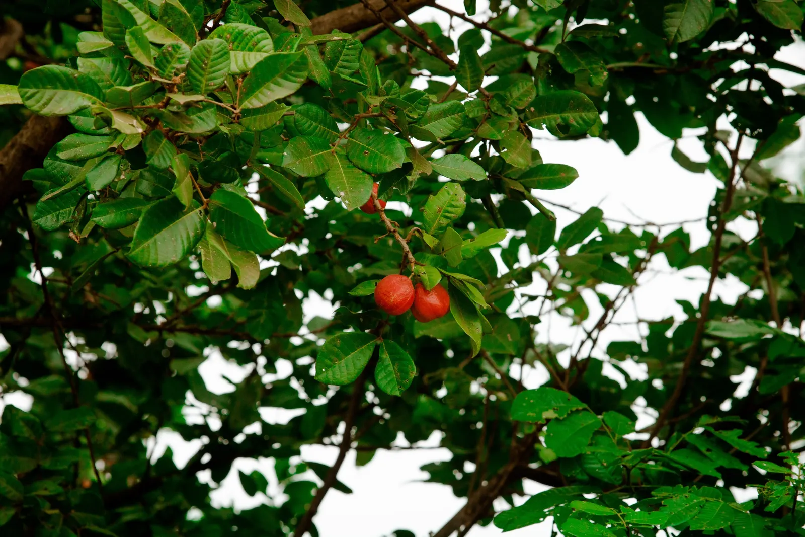 Strawberry Tree (Arbutus Unedo) — shrub / tree with white blooms; the tree produces delicate white to pink bell-shaped flowers in the fall, image 109