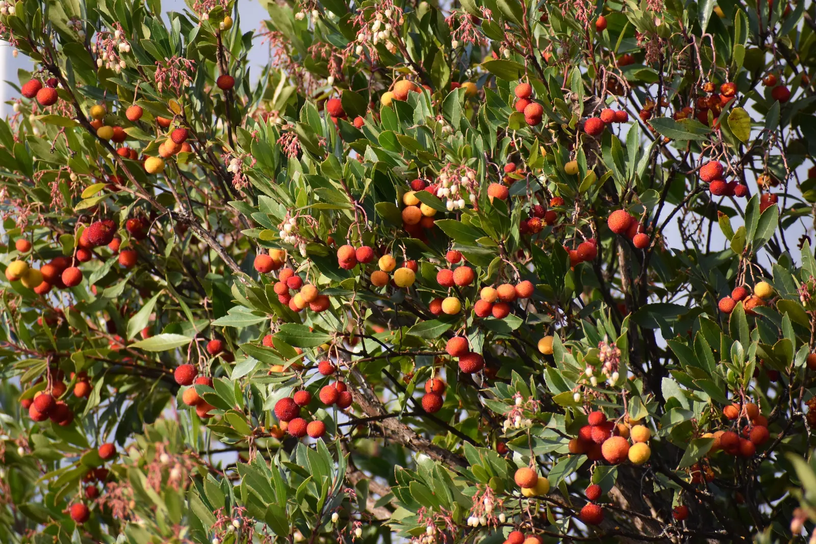 Strawberry Tree (Arbutus Unedo) — shrub / tree with white blooms; the tree produces delicate white to pink bell-shaped flowers in the fall, image 65