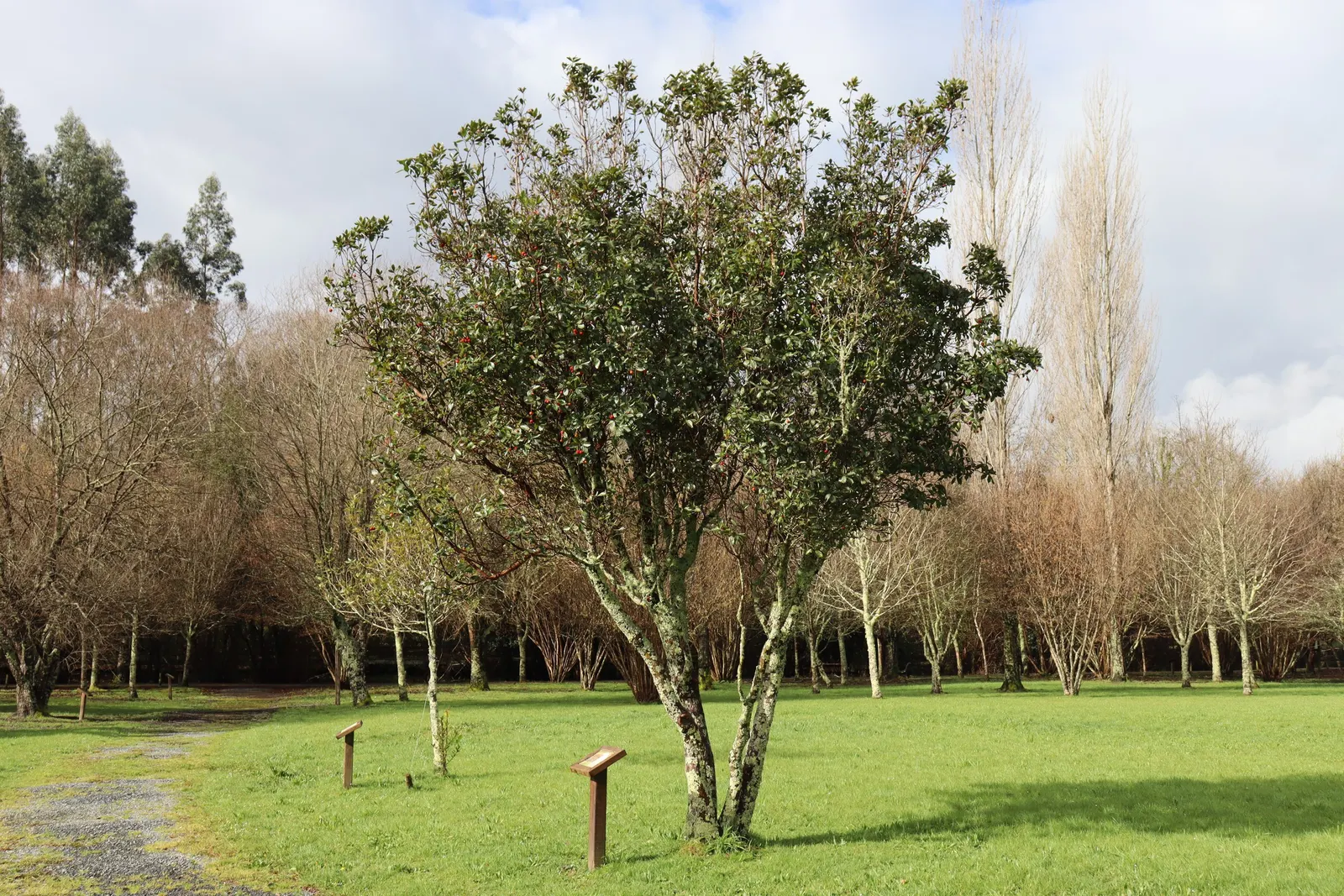 Strawberry Tree (Arbutus Unedo) — The Strawberry Tree (Arbutus unedo) is an evergreen shrub, reaching heights of 8-15 feet with a similar spread, image 111