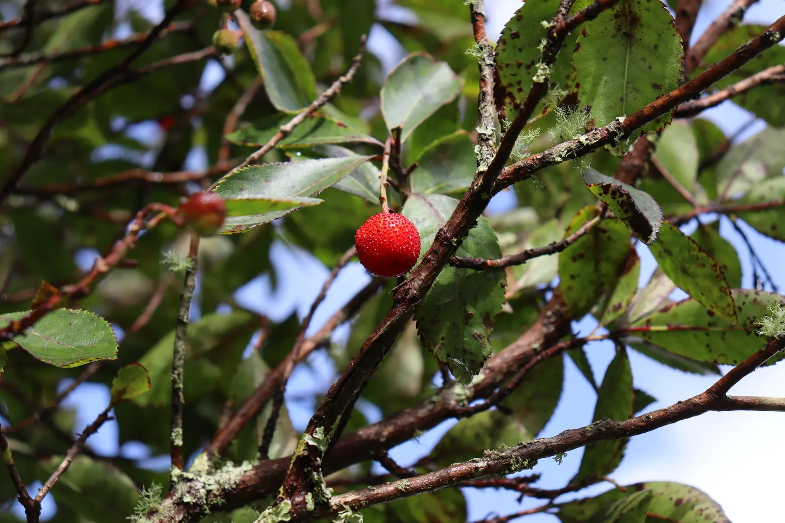 Strawberry Tree (Arbutus Unedo) — making it an ideal choice for sustainable landscapes; this ornamental choice adds year-round interest to, image 61
