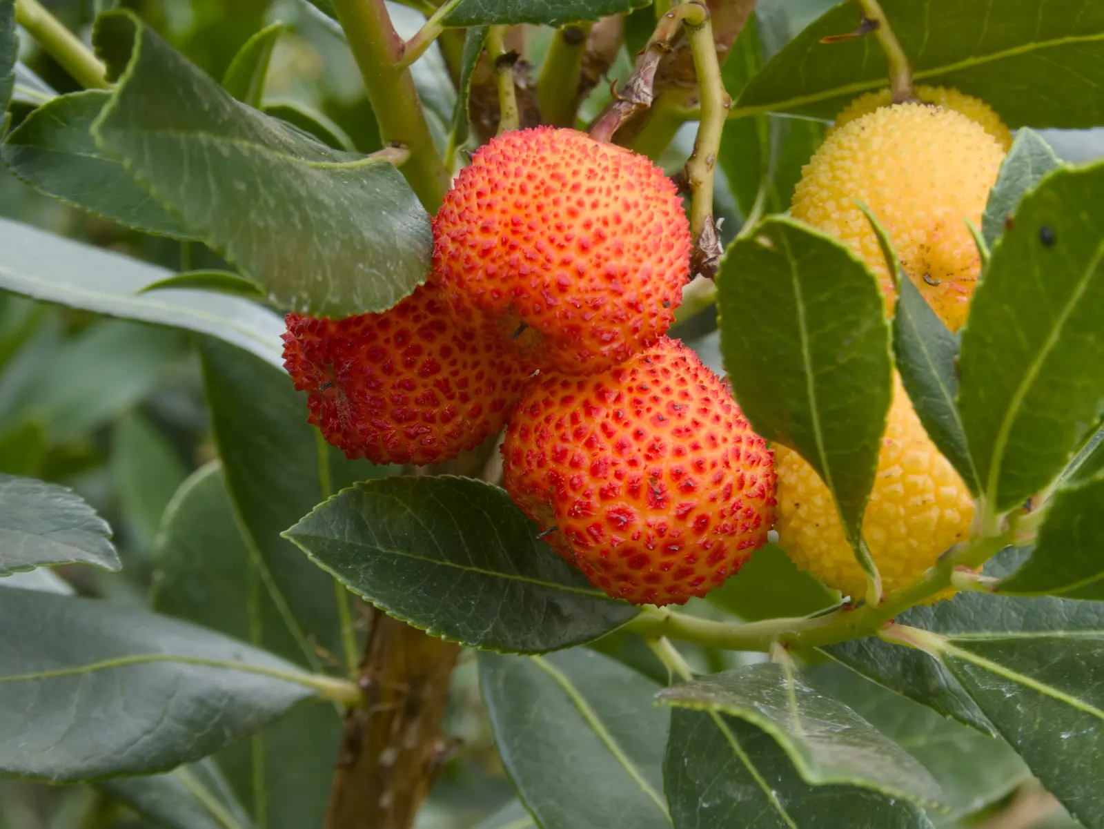 Strawberry Tree (Arbutus Unedo) — red fruits resembling strawberries; white to pale pink flowers alongside round, image 48