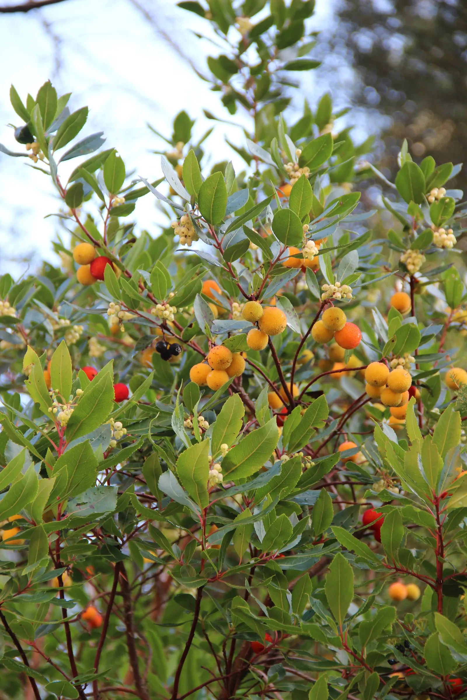 Strawberry Tree (Arbutus Unedo) — consider its preference for well-drained soil and full sun to partial shade exposure; red to yellow berries, image 59