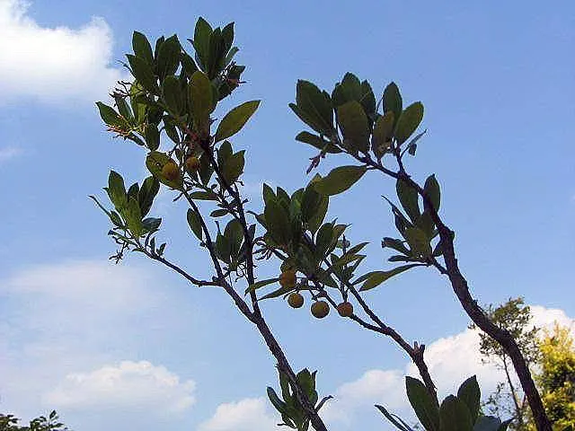 Strawberry Tree (Arbutus Unedo) — Its striking features include rich green; the Strawberry Tree (Arbutus unedo) is an evergreen shrub, reaching, image 98
