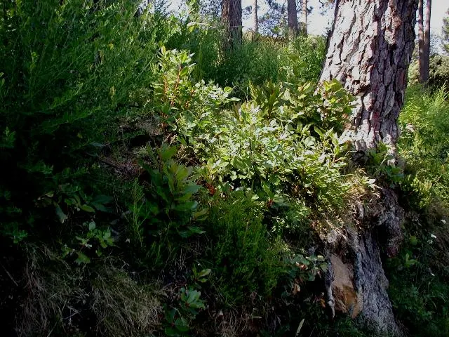 Strawberry Tree (Arbutus Unedo) — presents a compelling choice for landscapers seeking a unique evergreen specimen; allowing it to fit well within, image 118