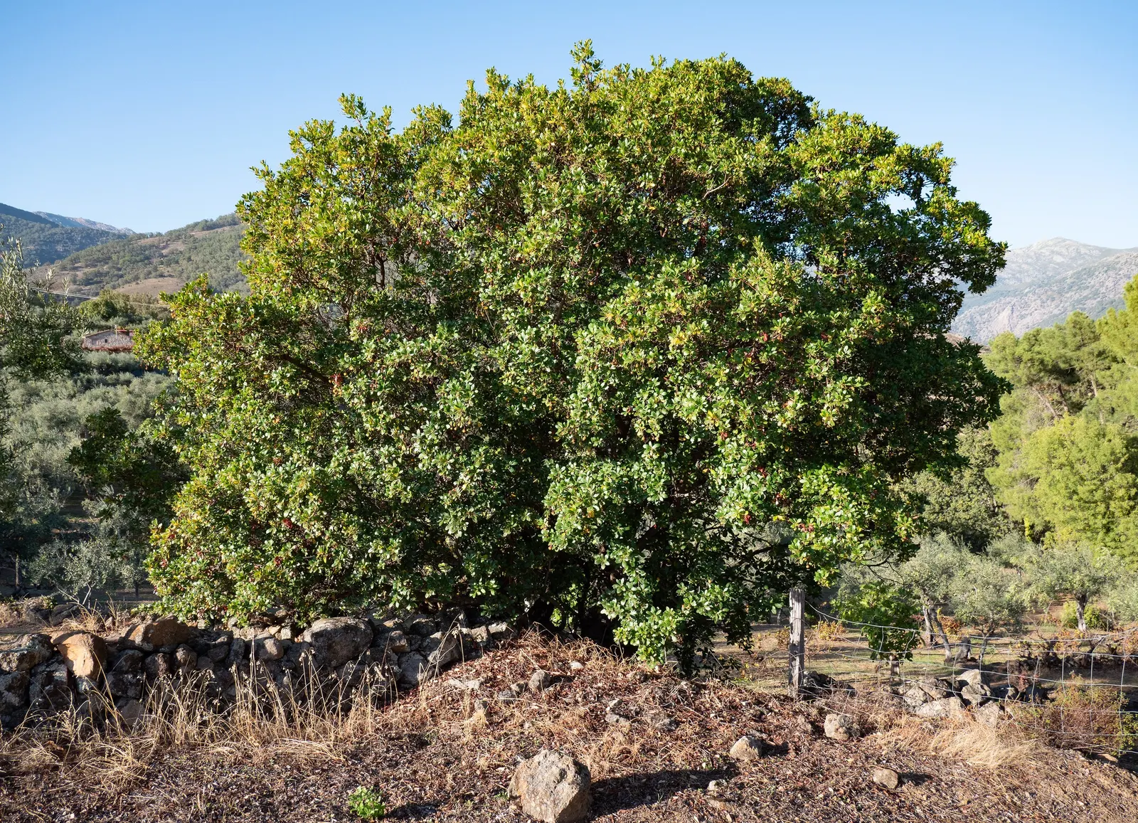 Strawberry Tree (Arbutus Unedo) — shrub / tree for full or half; while offering year-round interest