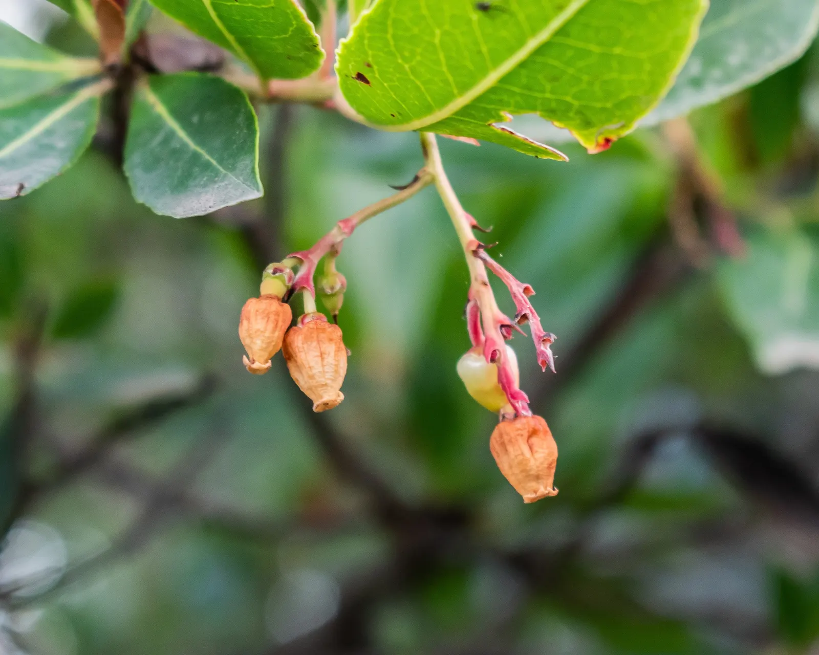 Strawberry Tree (Arbutus Unedo) — allowing it to fit well within small to medium-sized garden spaces; this low-maintenance species requires minimal, image 75