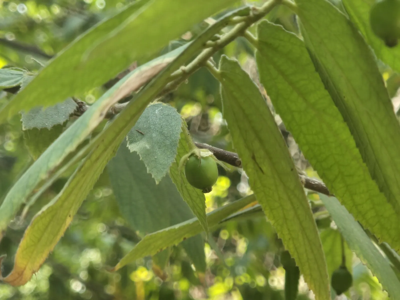 Strawberry Tree (Arbutus Unedo) — making it an ideal choice for sustainable landscapes; this ornamental choice adds year-round interest to landscapes with its