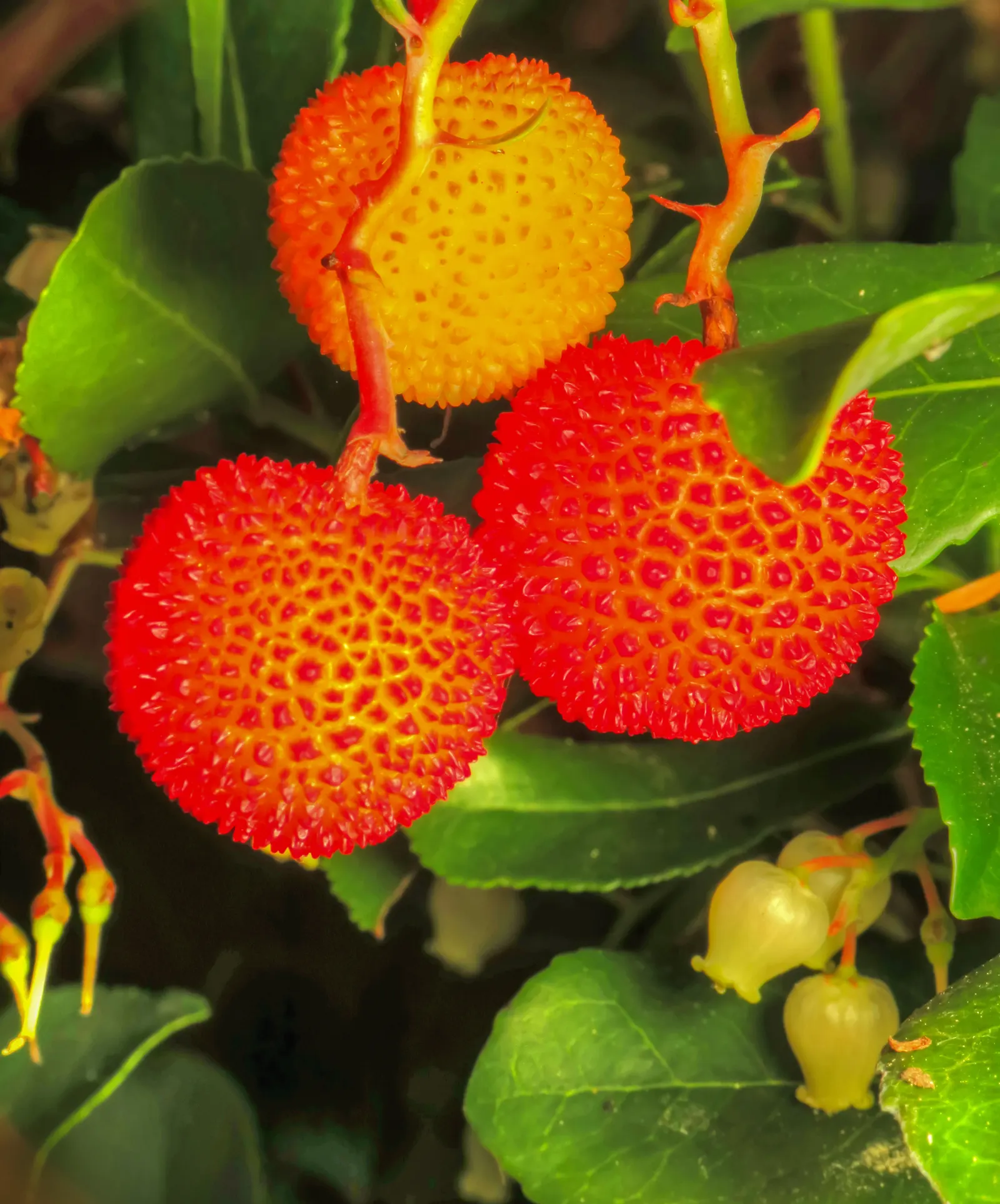 Strawberry Tree (Arbutus Unedo) — The tree produces delicate white to pink bell-shaped flowers in the fall; consider its preference for, image 100