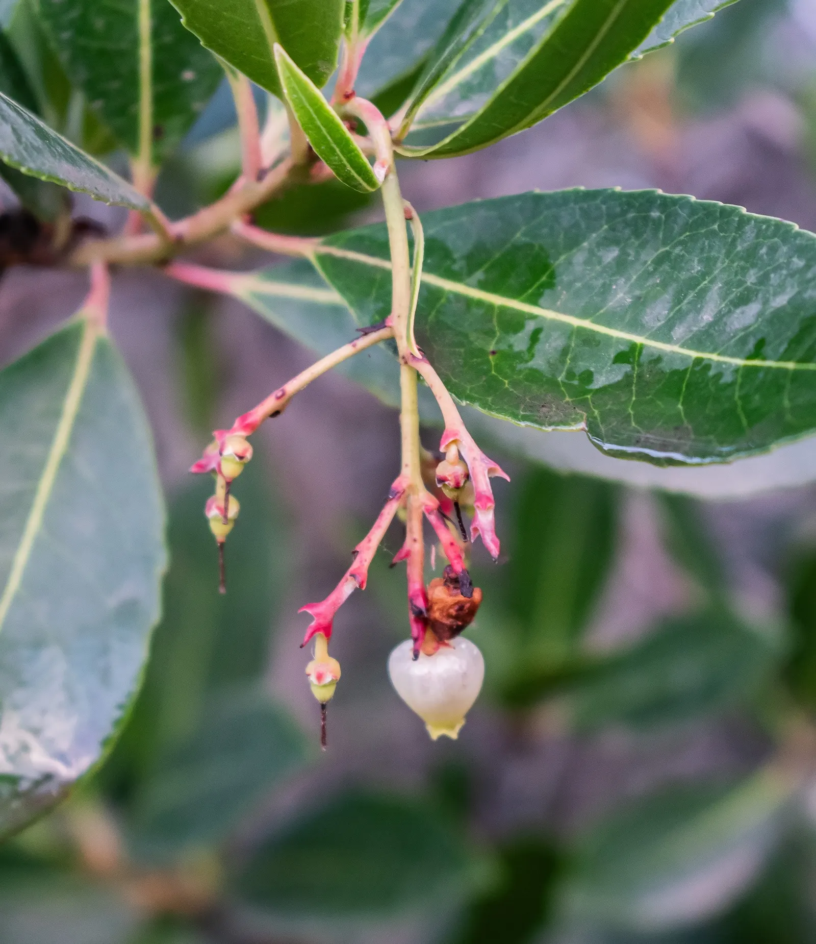 Strawberry Tree (Arbutus Unedo) — scientifically referred to as Arbutus unedo; it boasts glossy green leaves and produces bell-shaped, image 73