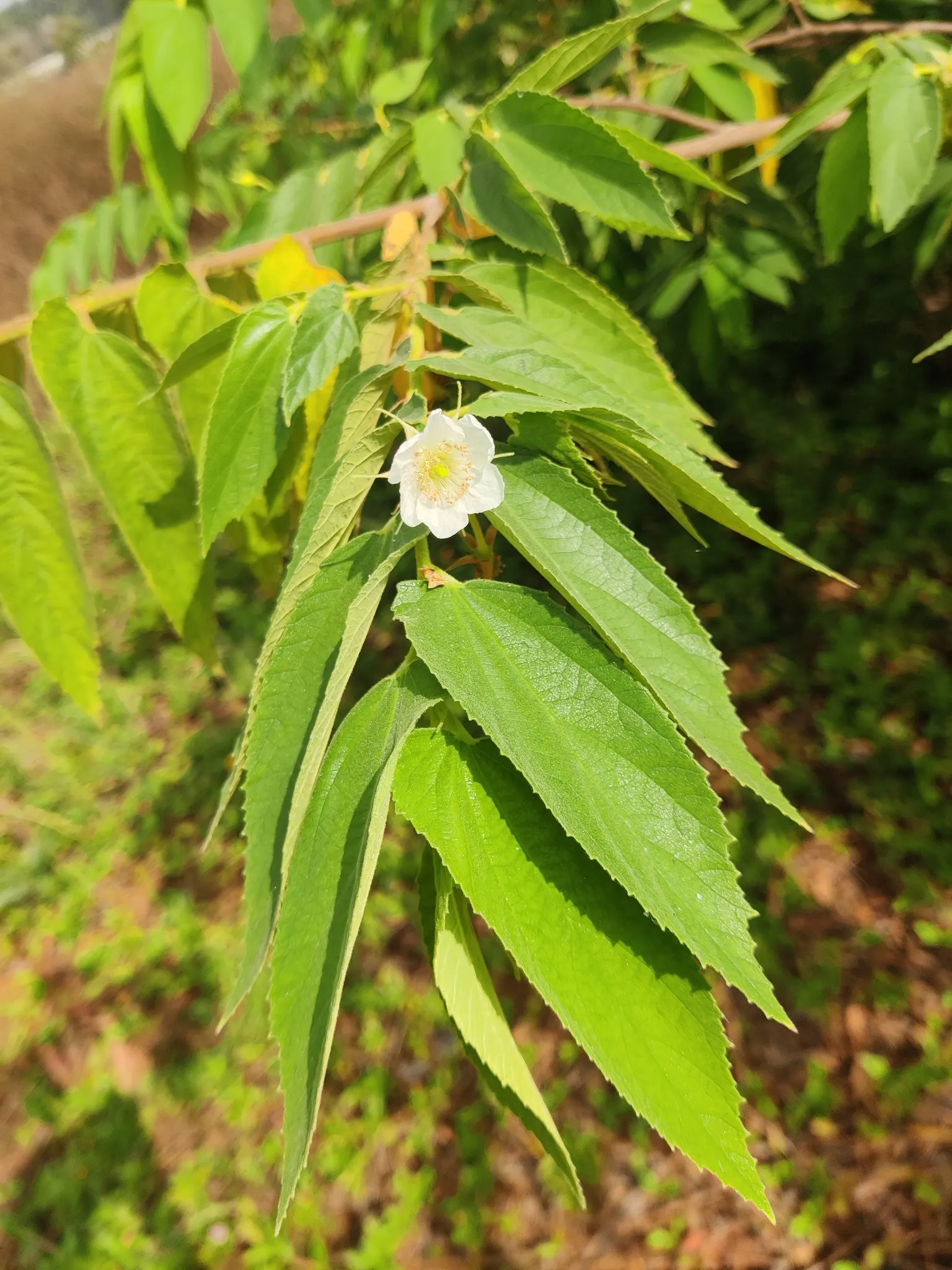 Strawberry Tree (Arbutus Unedo) — It boasts glossy green leaves and produces bell-shaped