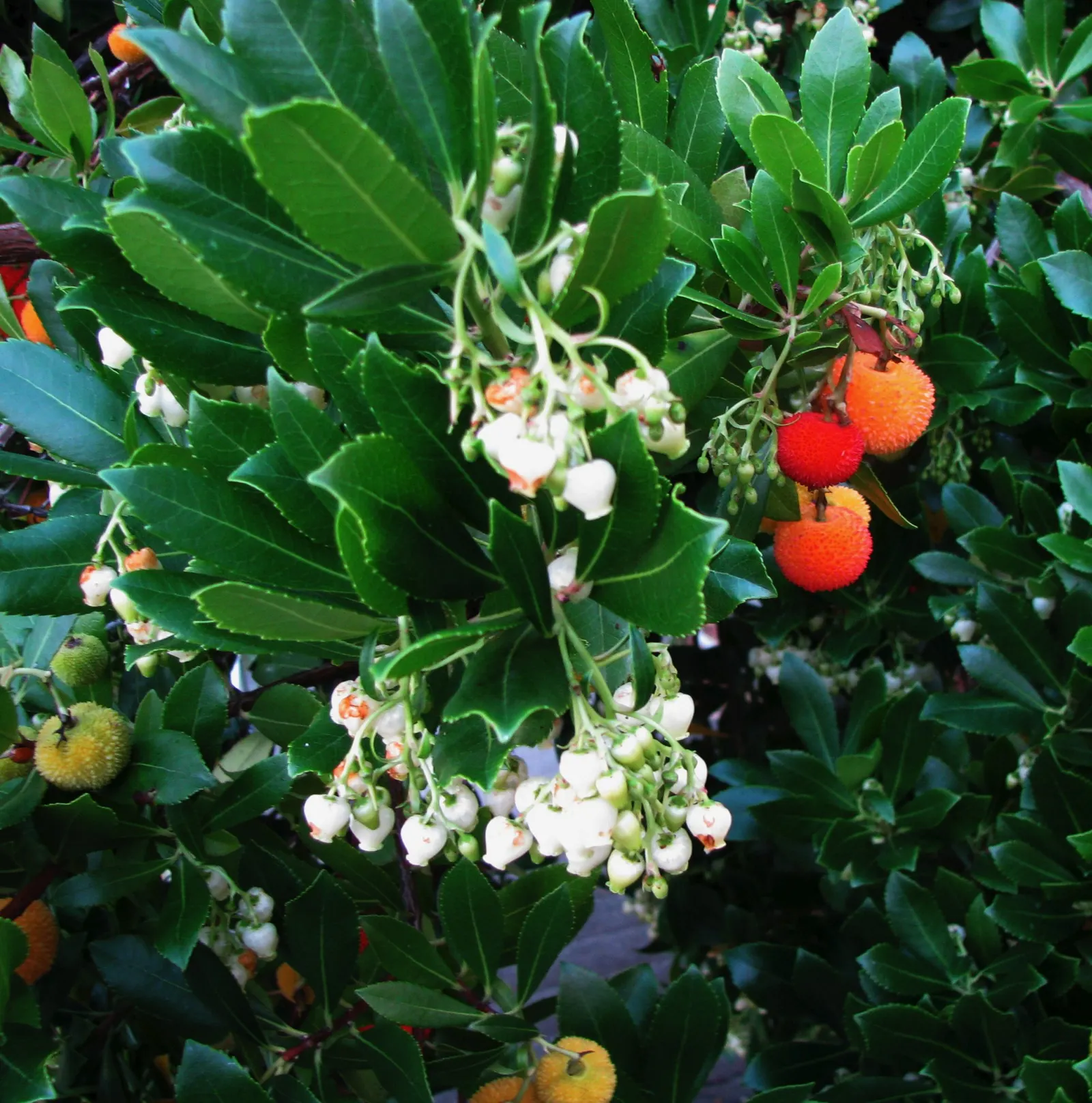 Strawberry Tree (Arbutus Unedo) — red fruits resembling strawberries; white to pale pink flowers alongside round, image 70
