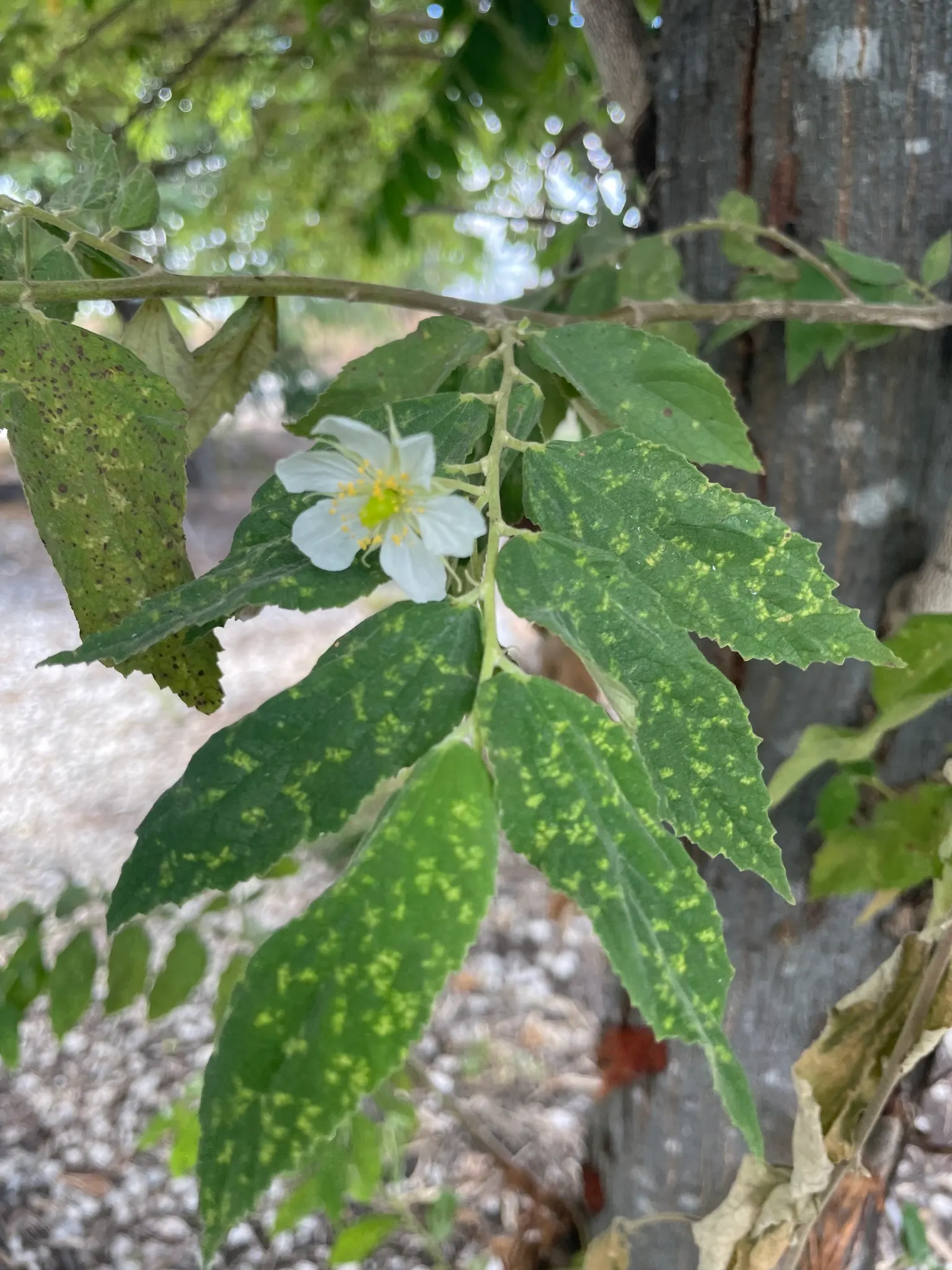 Strawberry Tree (Arbutus Unedo) — consider its preference for well-drained soil and full sun to partial shade exposure; red to yellow berries resembling