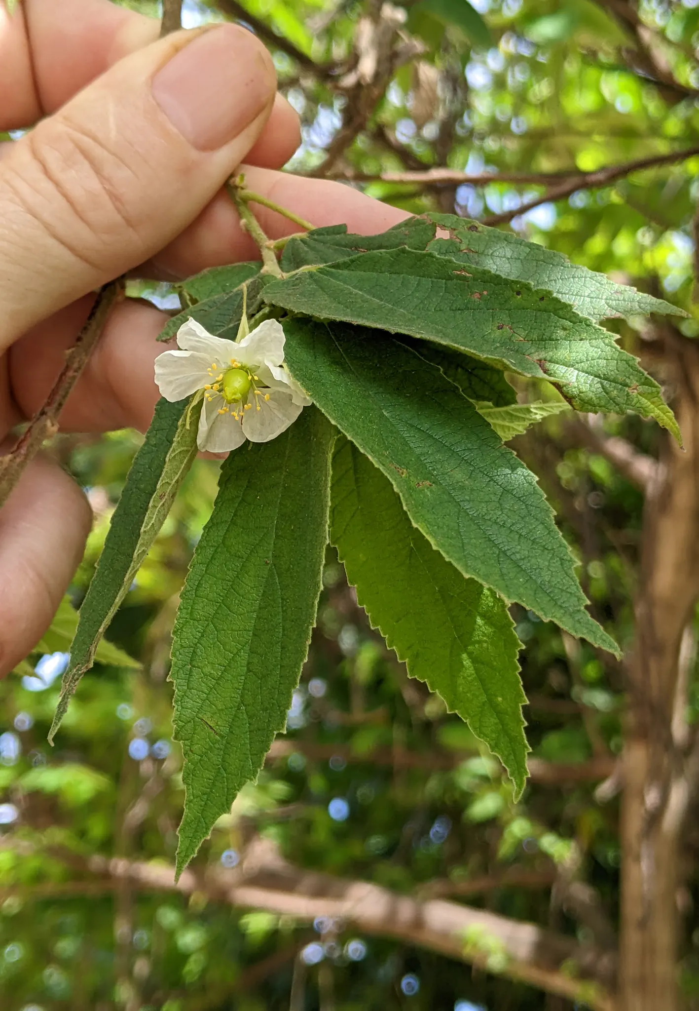 Strawberry Tree (Arbutus Unedo) — The tree produces delicate white to pink bell-shaped flowers in the fall; consider its preference for well-drained soil and