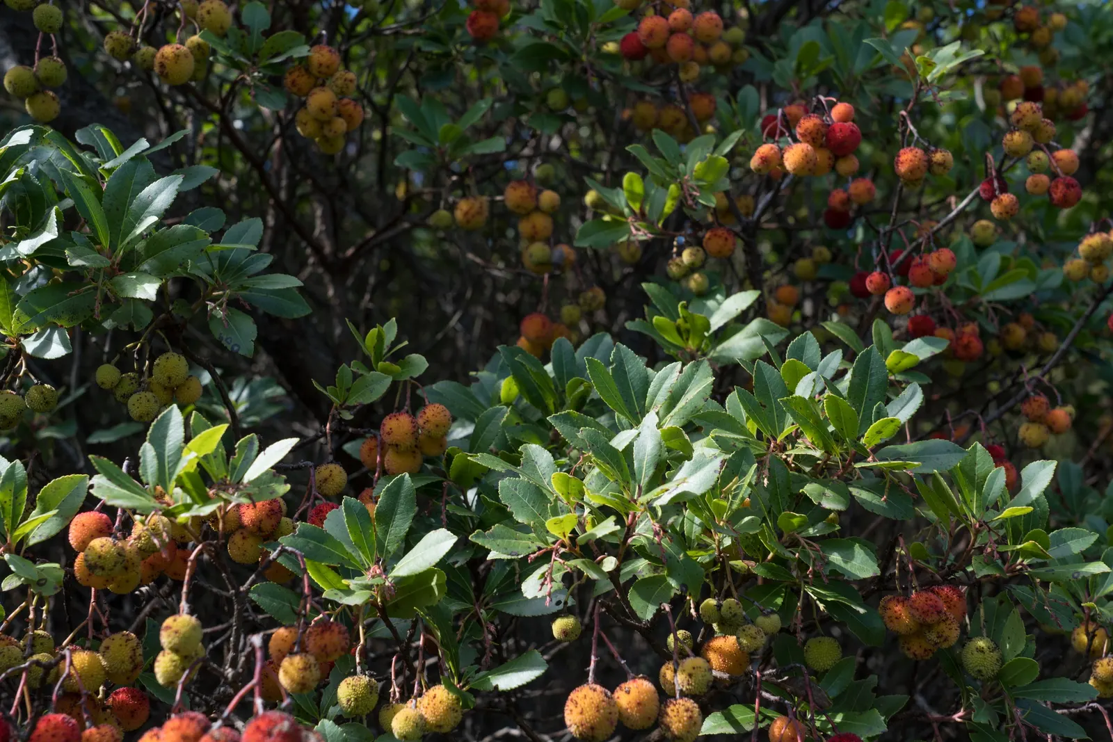 Strawberry Tree (Arbutus Unedo) — shrub / tree with white blooms