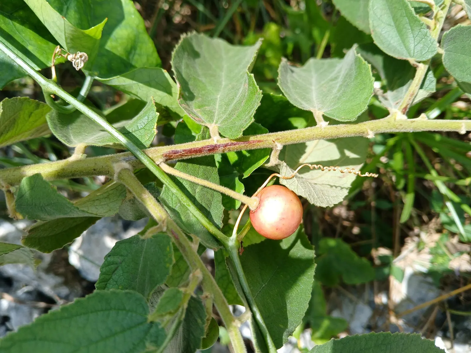 Strawberry Tree (Arbutus Unedo) — which interestingly coexist with the previous year's fruits - round; shrub / tree for full or half