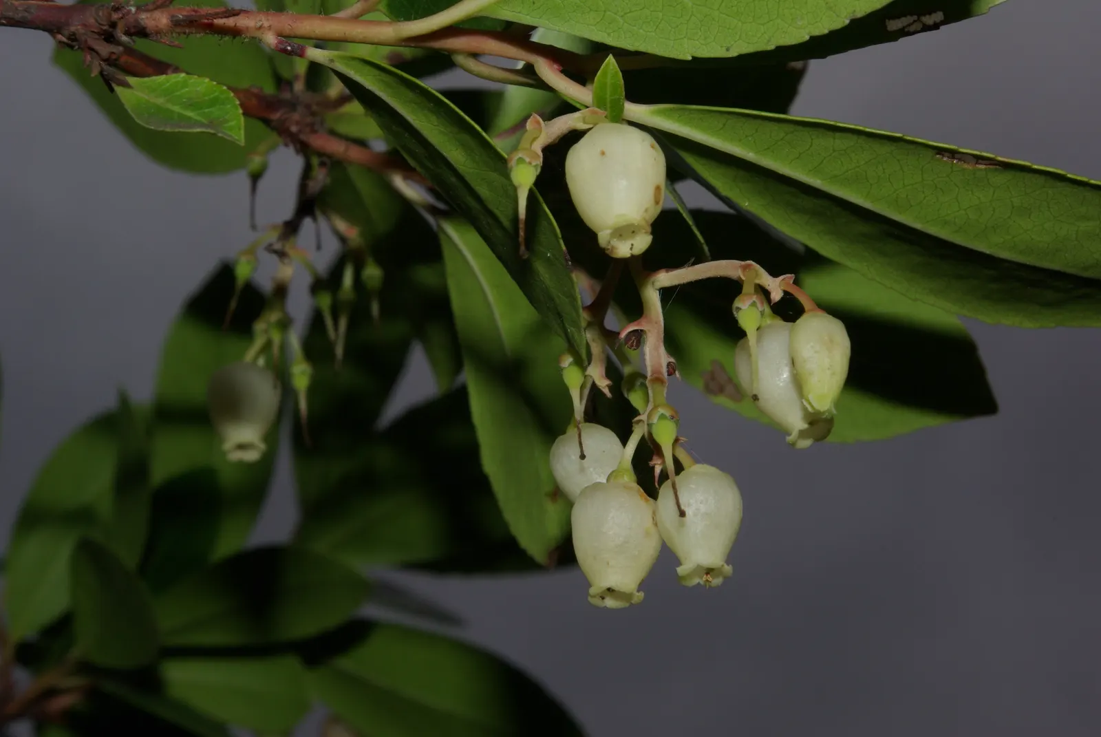 Strawberry Tree (Arbutus Unedo) — The Strawberry Tree (Arbutus unedo) is an evergreen shrub, reaching heights of 8-15 feet with a similar spread, image 67