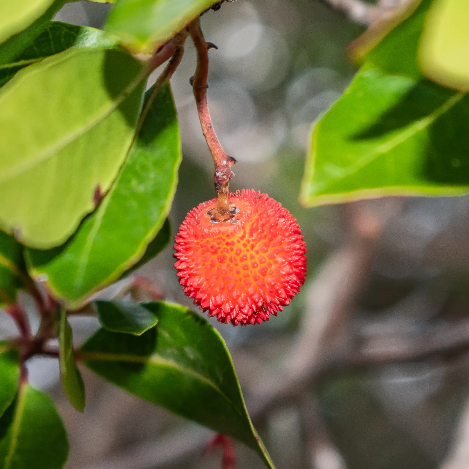 Strawberry Tree (Arbutus Unedo) — Ideally planted in well-drained soil, it thrives in full sun to partial shade; its striking features include rich, image 71