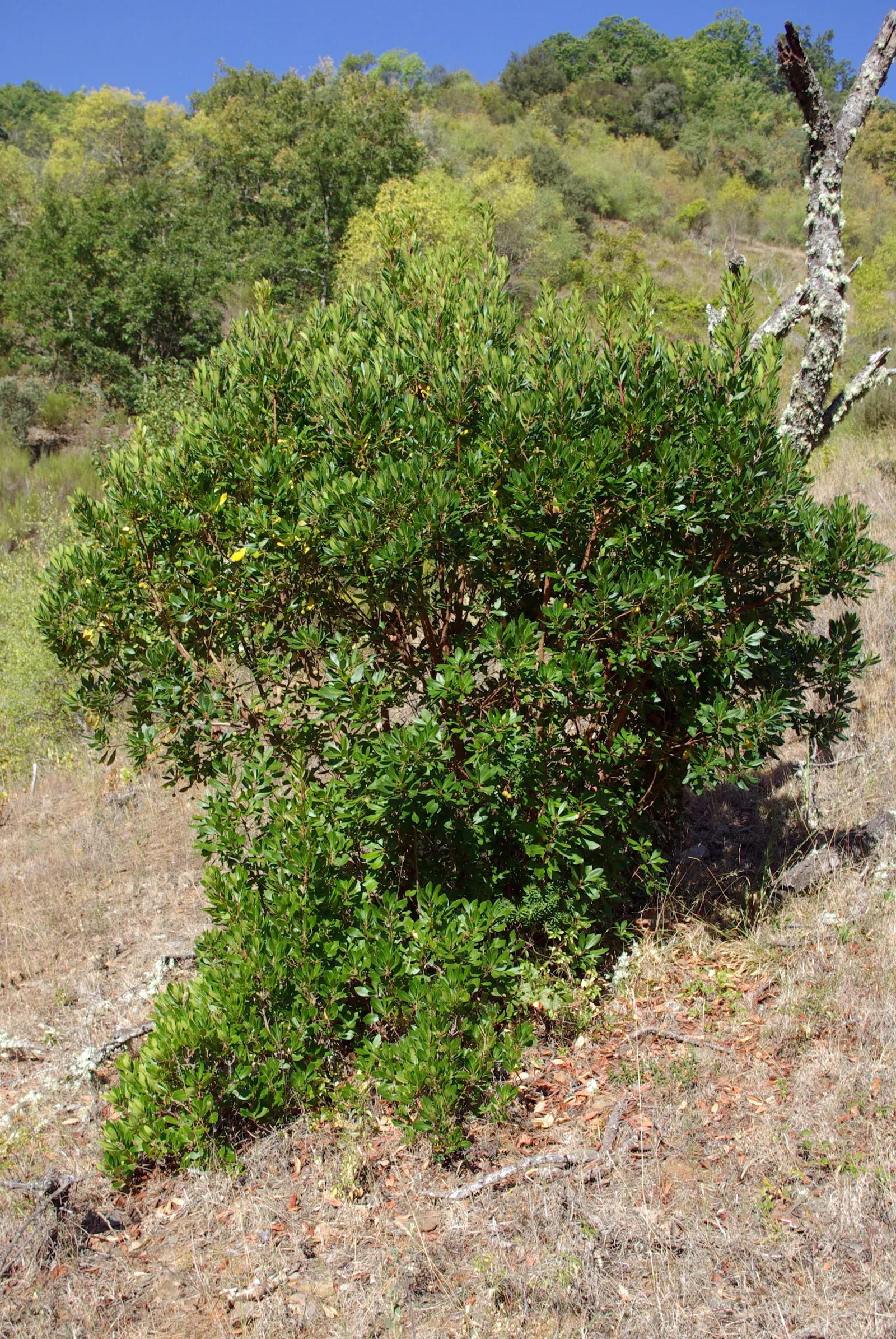 Strawberry Tree (Arbutus Unedo) — red fruits resembling strawberries; white to pale pink flowers alongside round