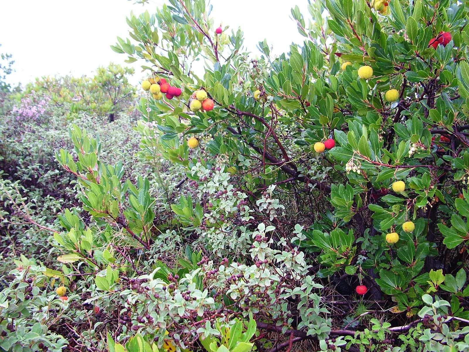 Strawberry Tree (Arbutus Unedo) — white to pale pink flowers alongside round; picturesque form lends a Mediterranean or woodland aesthetic to gardens
