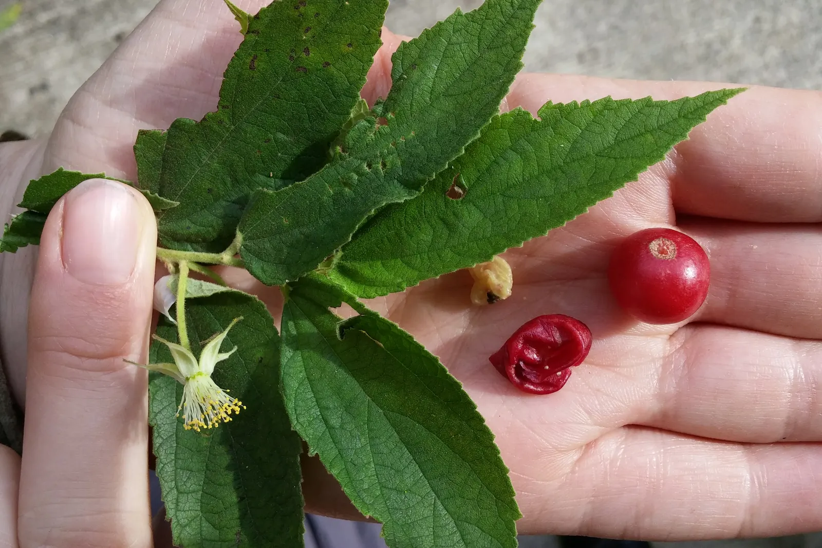 Strawberry Tree (Arbutus Unedo) — white to pale pink flowers alongside round; picturesque form lends a Mediterranean or woodland aesthetic to, image 113