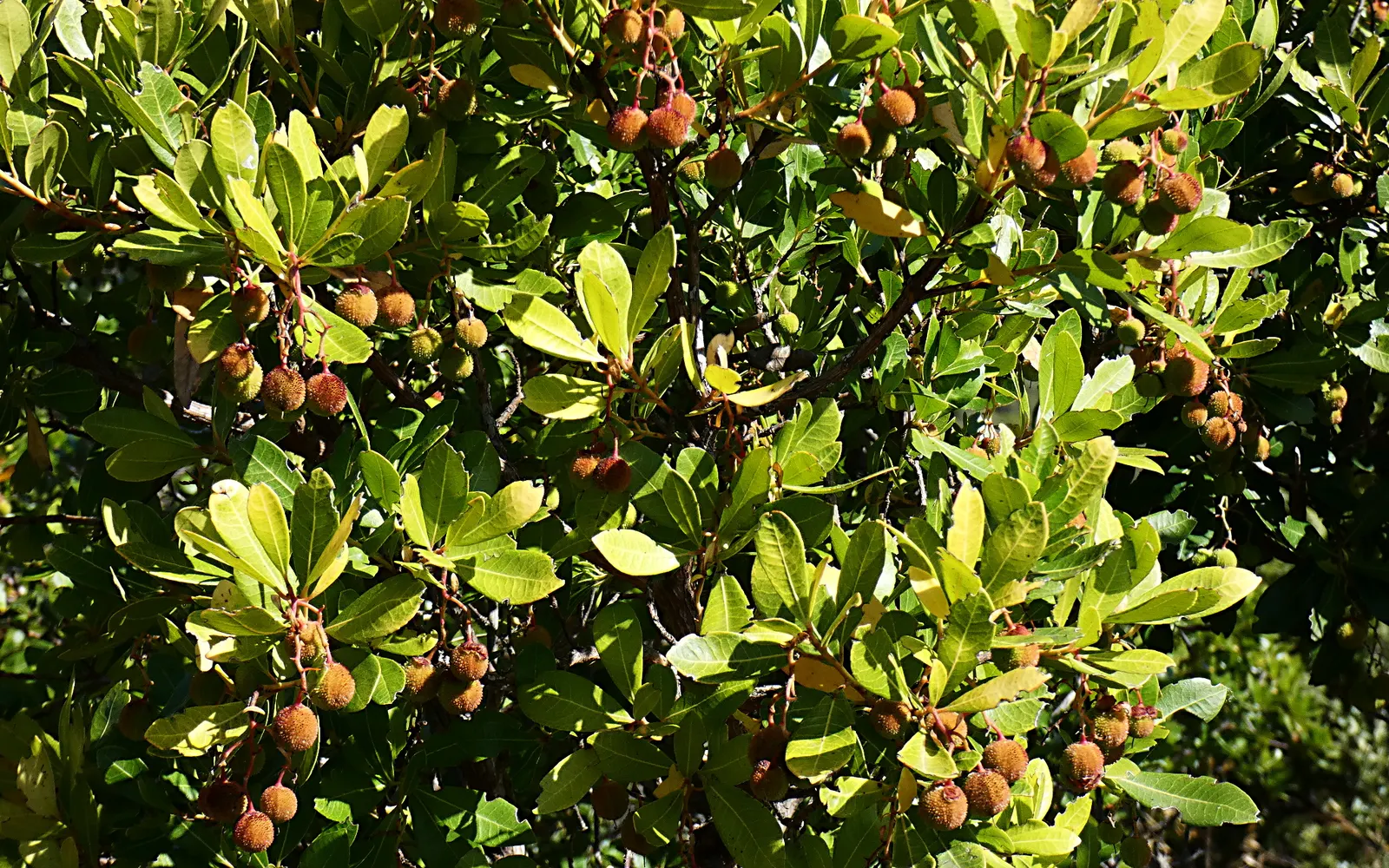 Strawberry Tree (Arbutus Unedo) — Its striking features include rich green; the Strawberry Tree (Arbutus unedo) is an evergreen shrub, reaching, image 120