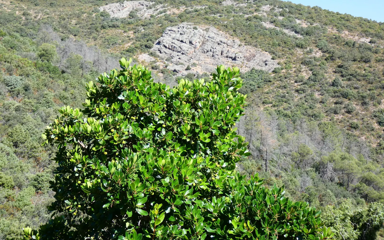 Strawberry Tree (Arbutus Unedo) — white flowers in the garden; ideally planted in well-drained soil, it thrives in full sun to partial shade, image 108