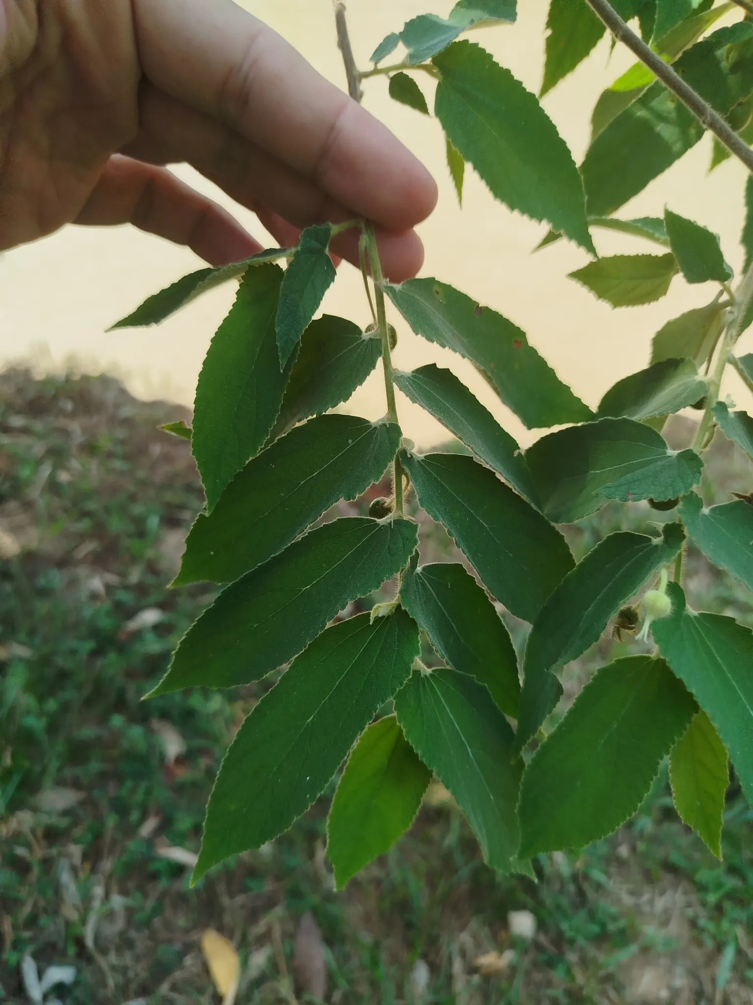 Strawberry Tree (Arbutus Unedo) — This low-maintenance species requires minimal pruning and is drought-tolerant once established; shrub / tree with white blooms