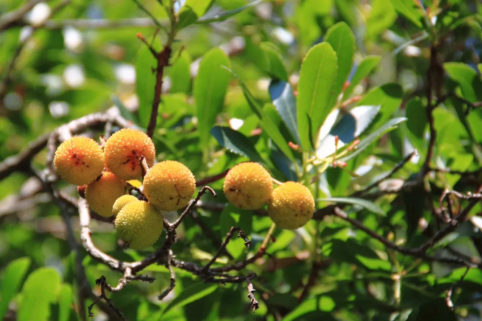 Strawberry Tree (Arbutus Unedo) — allowing it to fit well within small to medium-sized garden spaces; this low-maintenance species requires minimal, image 119