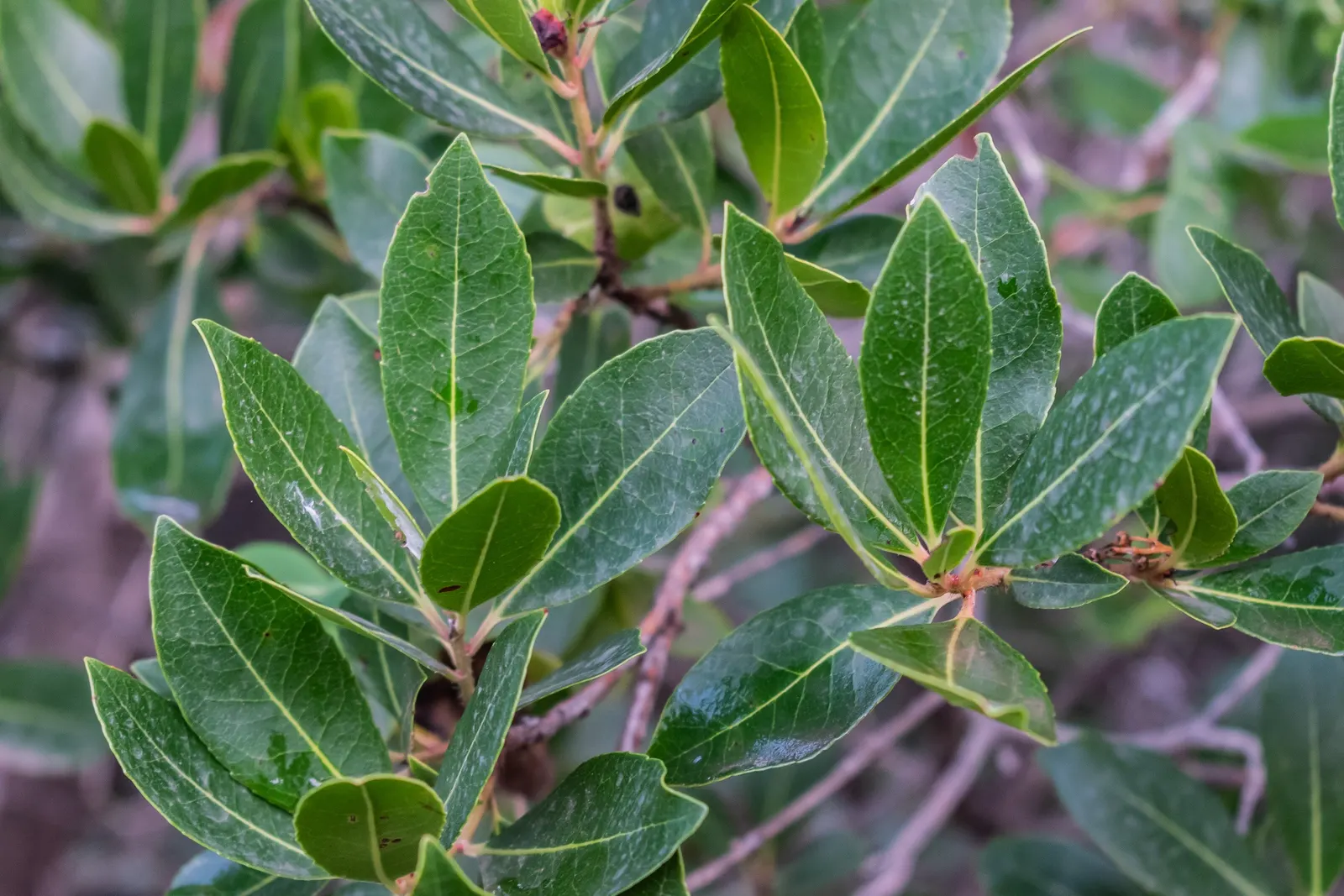 Strawberry Tree (Arbutus Unedo) — and exfoliating bark that reveals a beautiful reddish-brown underlayer reminiscent of a cinnamon hue; presents a, image 77
