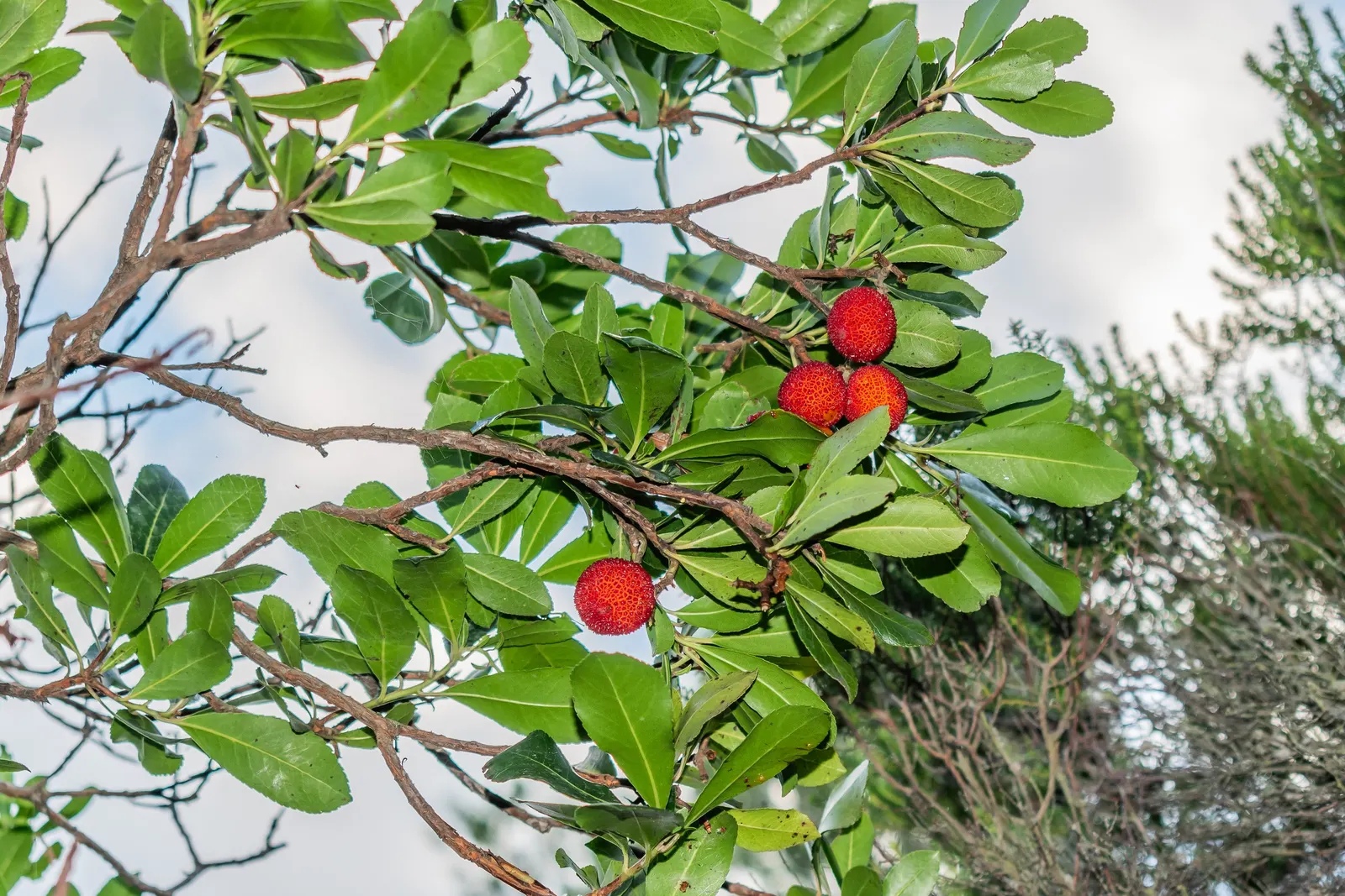 Strawberry Tree (Arbutus Unedo) — This ornamental choice adds year-round interest to landscapes with its unique fruits and attractive bark; making, image 72