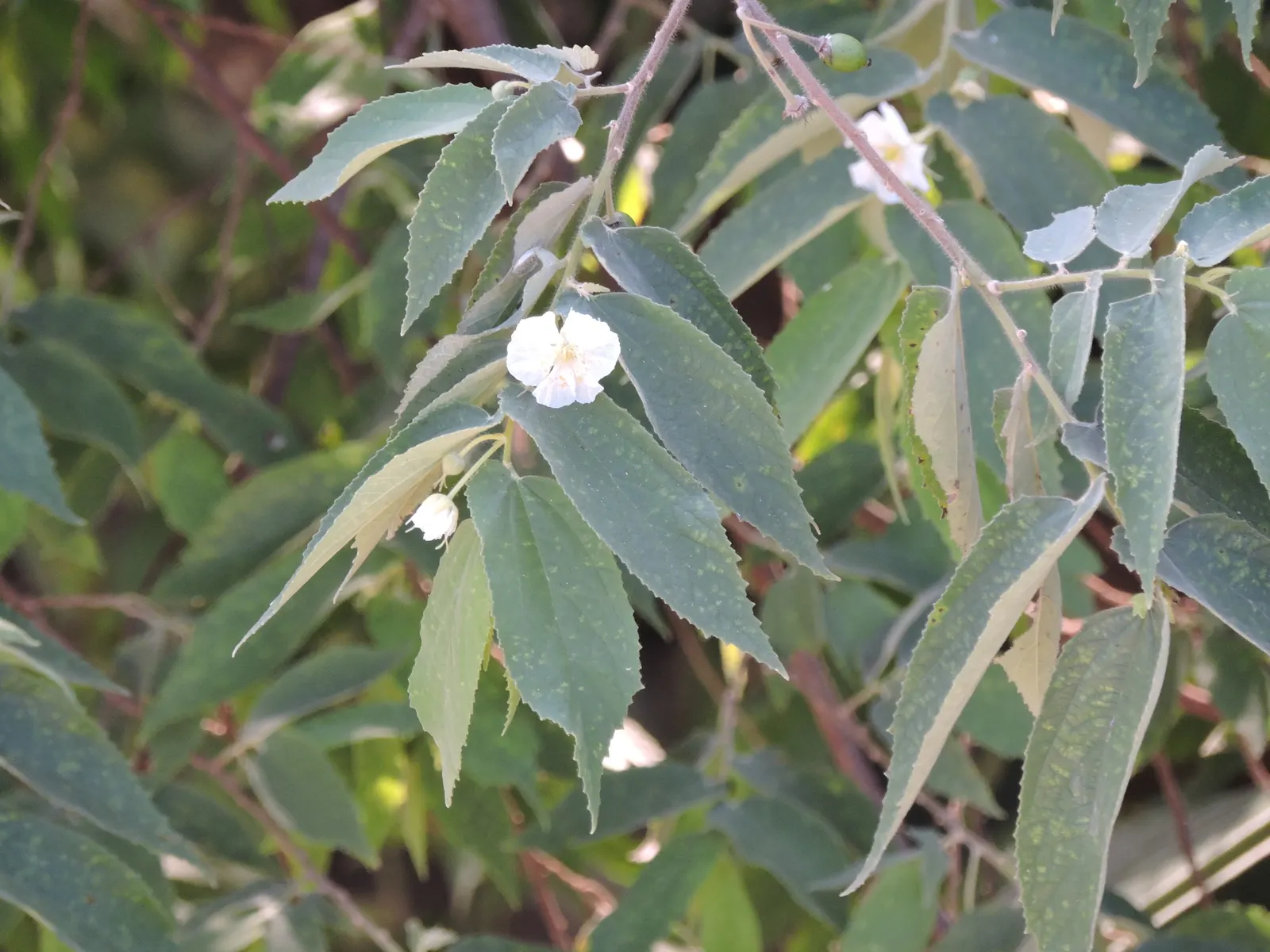 Strawberry Tree (Arbutus Unedo) — It boasts glossy green leaves and produces bell-shaped; and exfoliating bark that reveals a beautiful, image 112