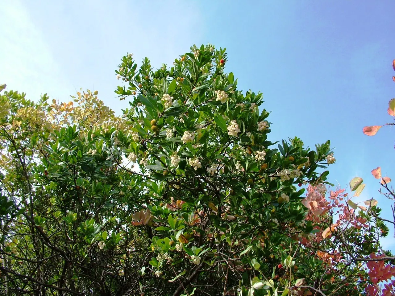 Strawberry Tree (Arbutus Unedo) — This ornamental choice adds year-round interest to landscapes with its unique fruits and attractive bark; making it an ideal