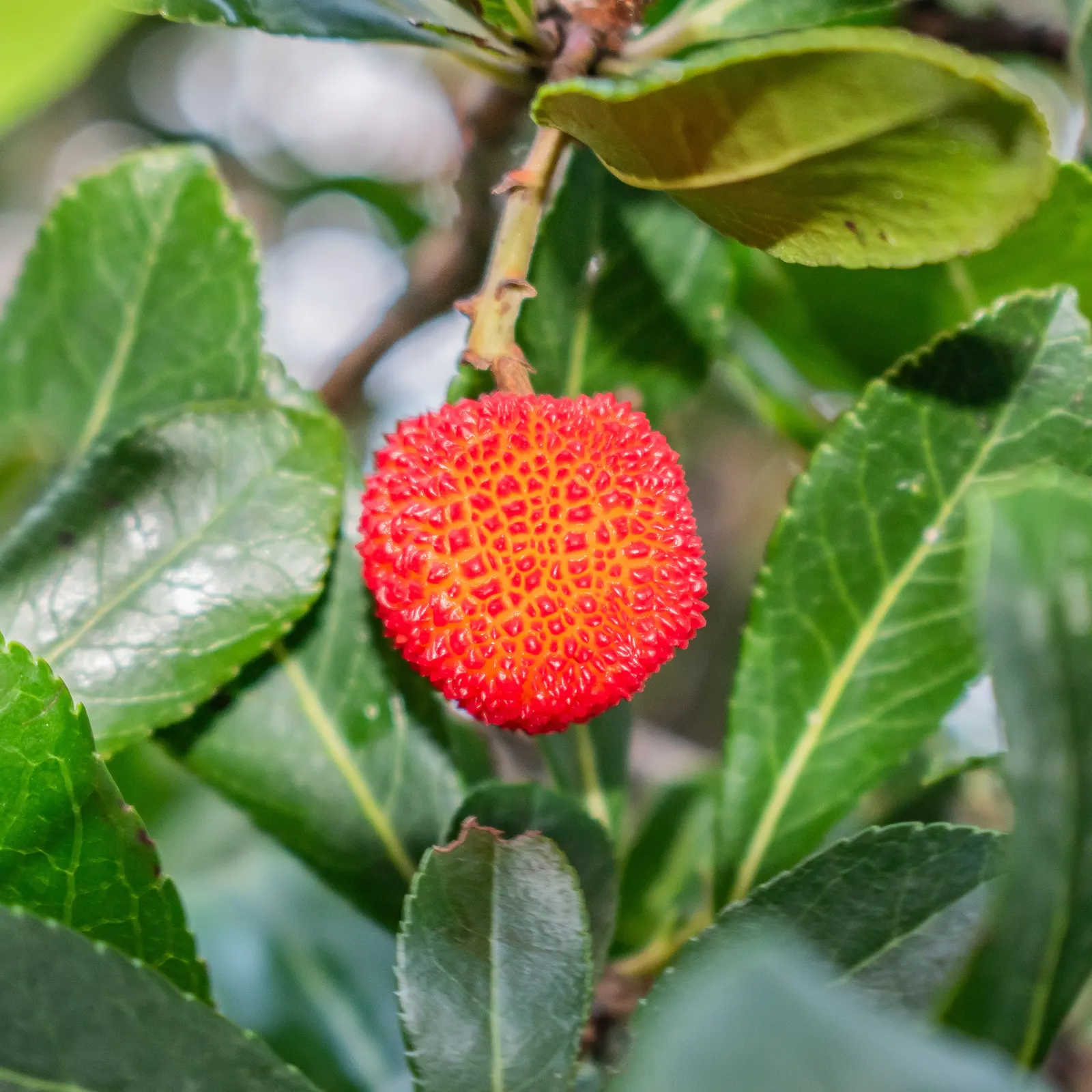 Strawberry Tree (Arbutus Unedo) — picturesque form lends a Mediterranean or woodland aesthetic to gardens; which interestingly coexist with the, image 106