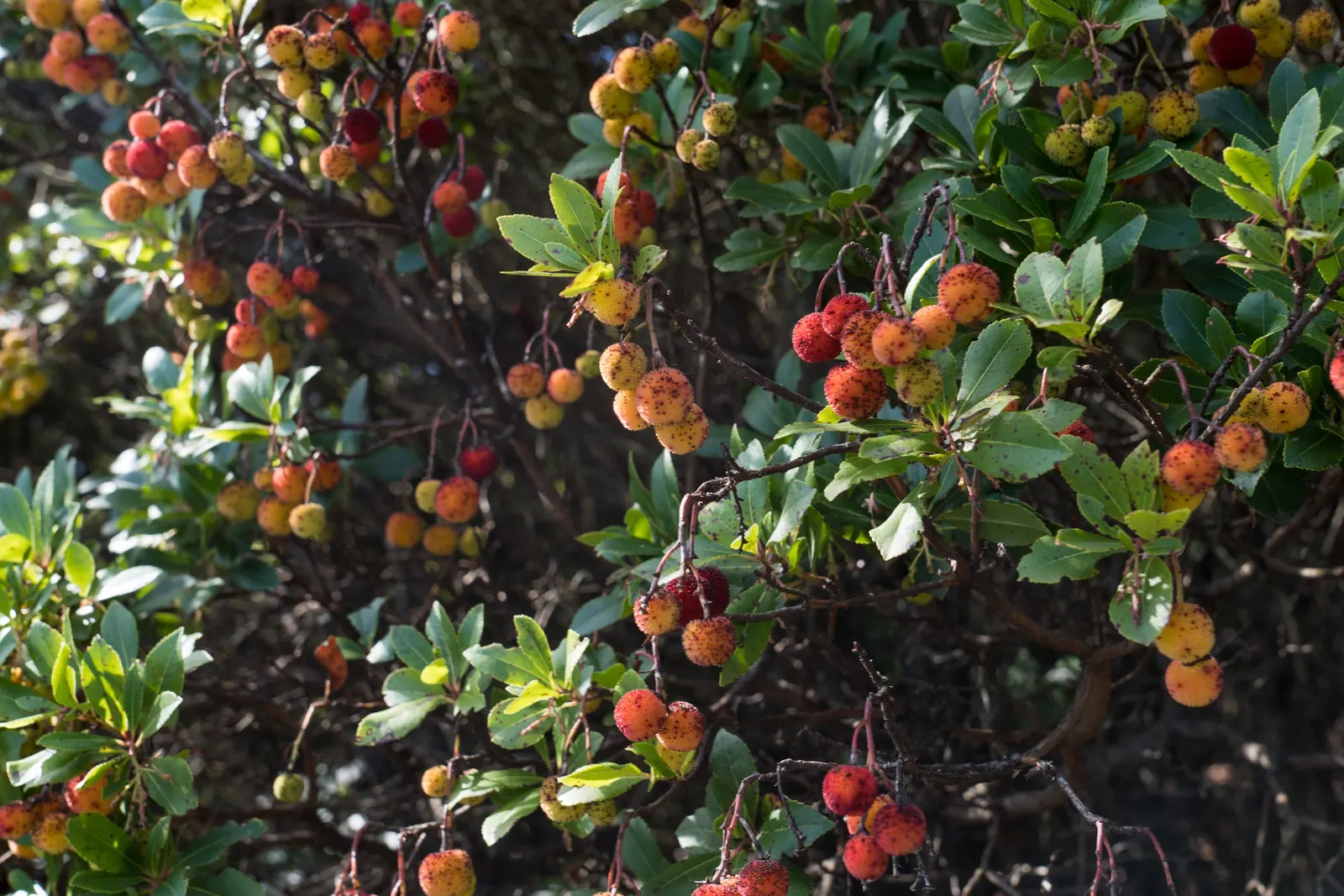 Strawberry Tree (Arbutus Unedo) — shrub / tree for full or half