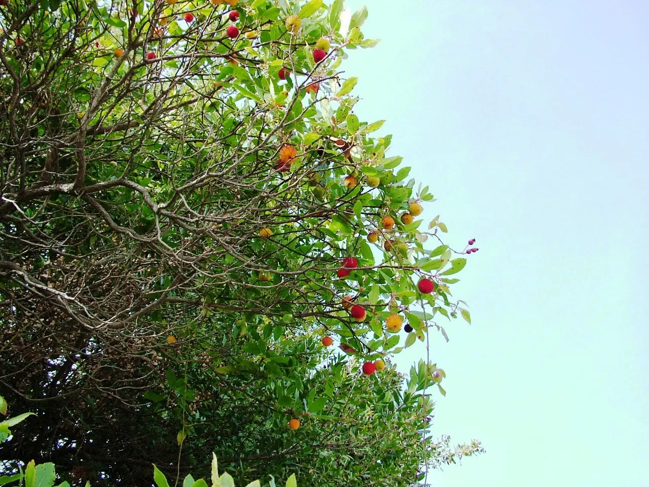 Strawberry Tree (Arbutus Unedo) — scientifically referred to as Arbutus unedo; it boasts glossy green leaves and produces bell-shaped