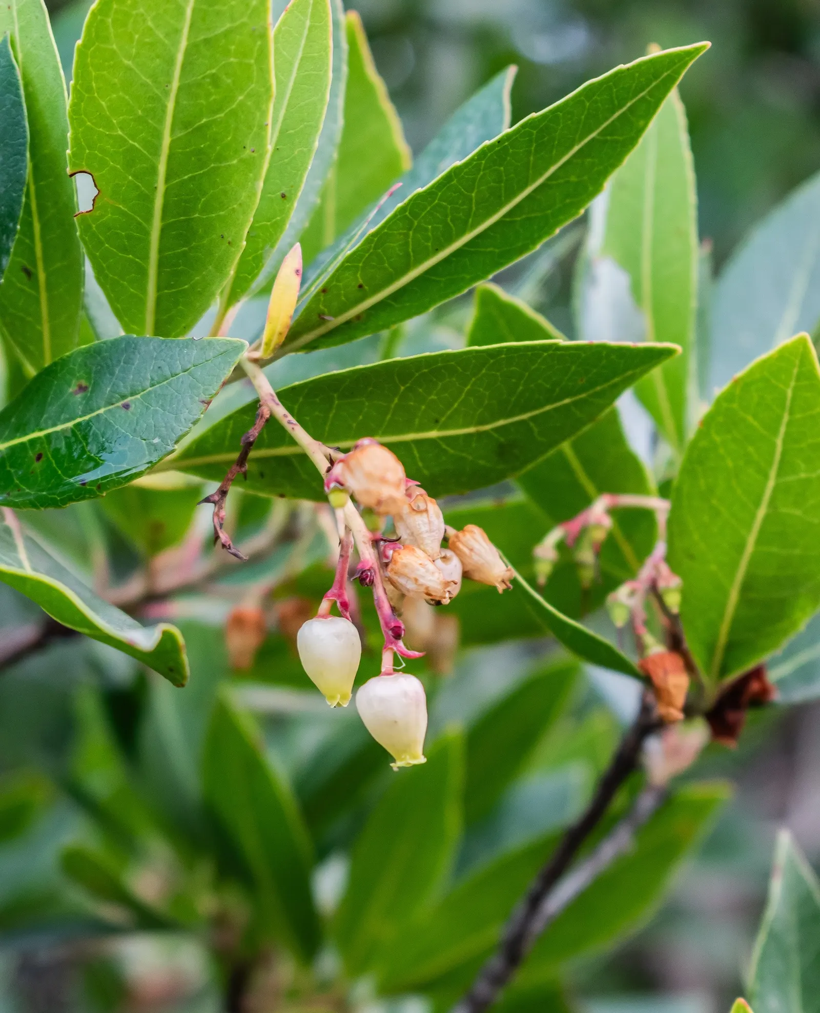 Strawberry Tree (Arbutus Unedo) — presents a compelling choice for landscapers seeking a unique evergreen specimen; allowing it to fit well within, image 74