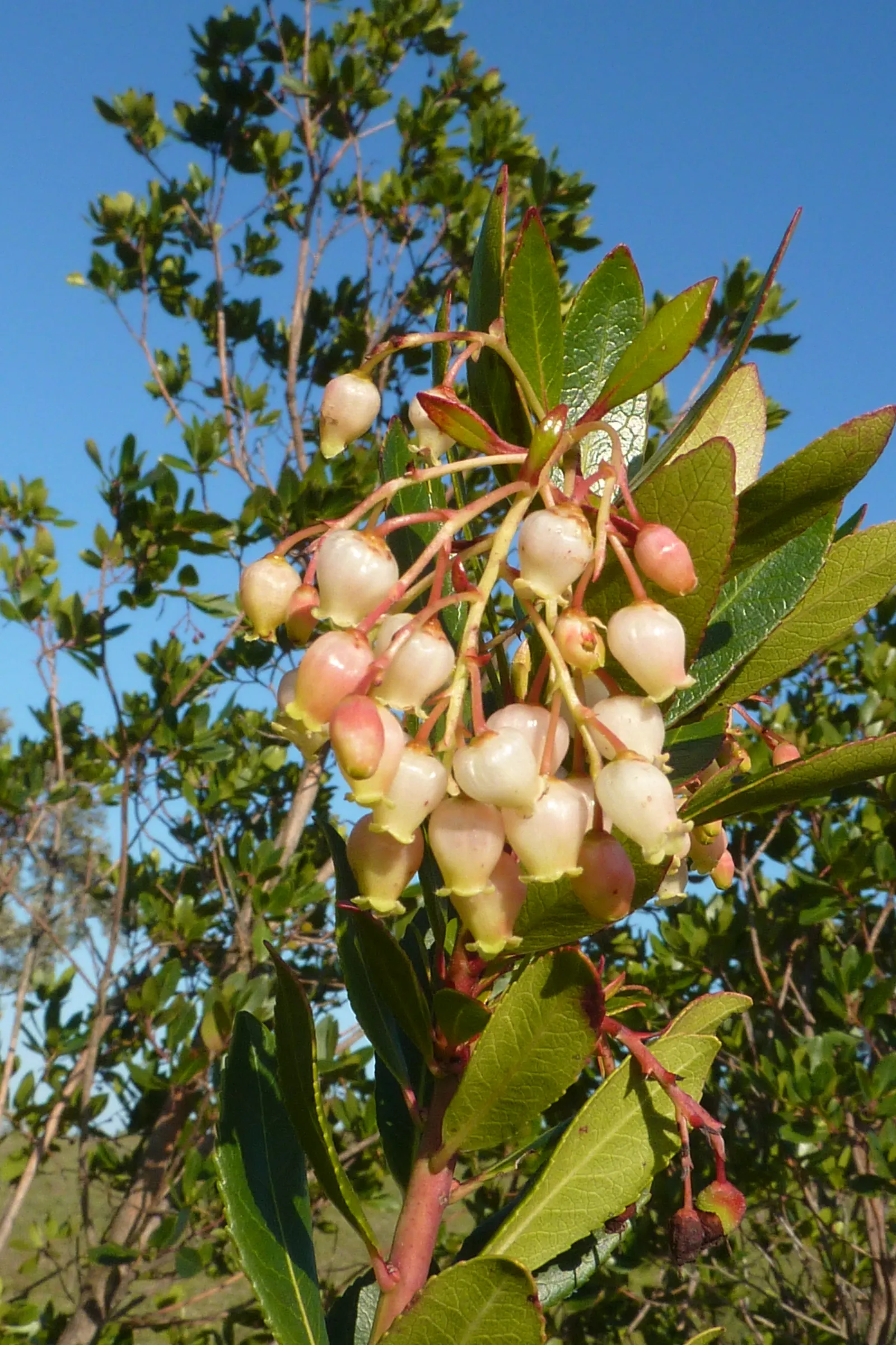 Strawberry Tree (Arbutus Unedo) — Ideally planted in well-drained soil, it thrives in full sun to partial shade; its striking features include rich green