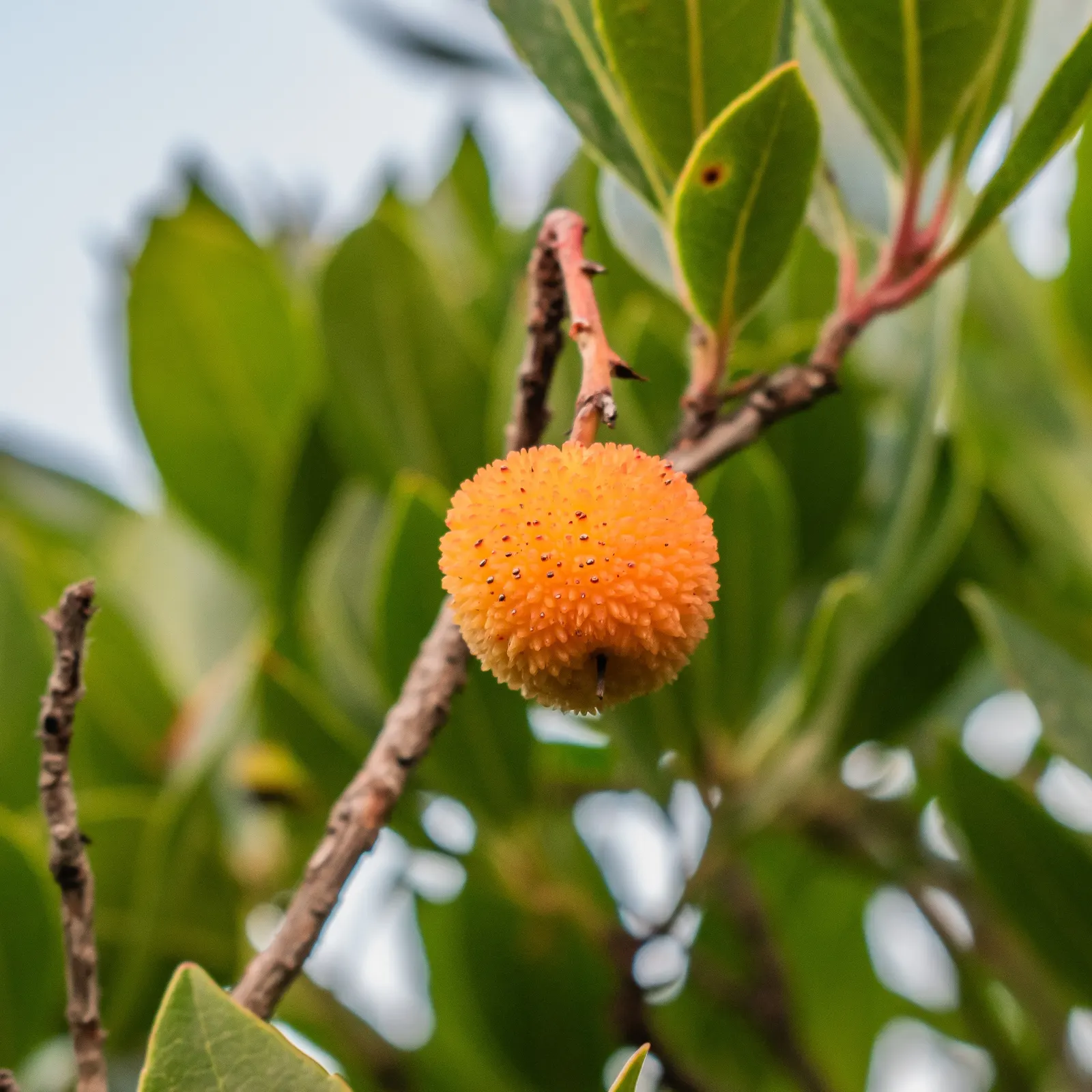 Strawberry Tree (Arbutus Unedo) — red to yellow berries resembling strawberries; scientifically referred to as Arbutus unedo, image 80