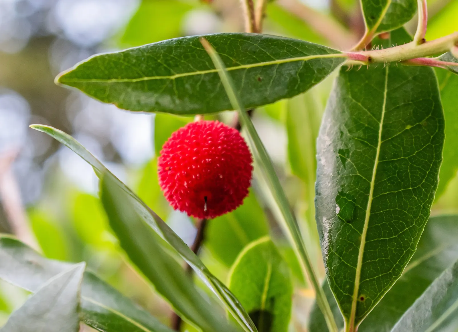 Strawberry Tree (Arbutus Unedo) — The tree produces delicate white to pink bell-shaped flowers in the fall; consider its preference for, image 78
