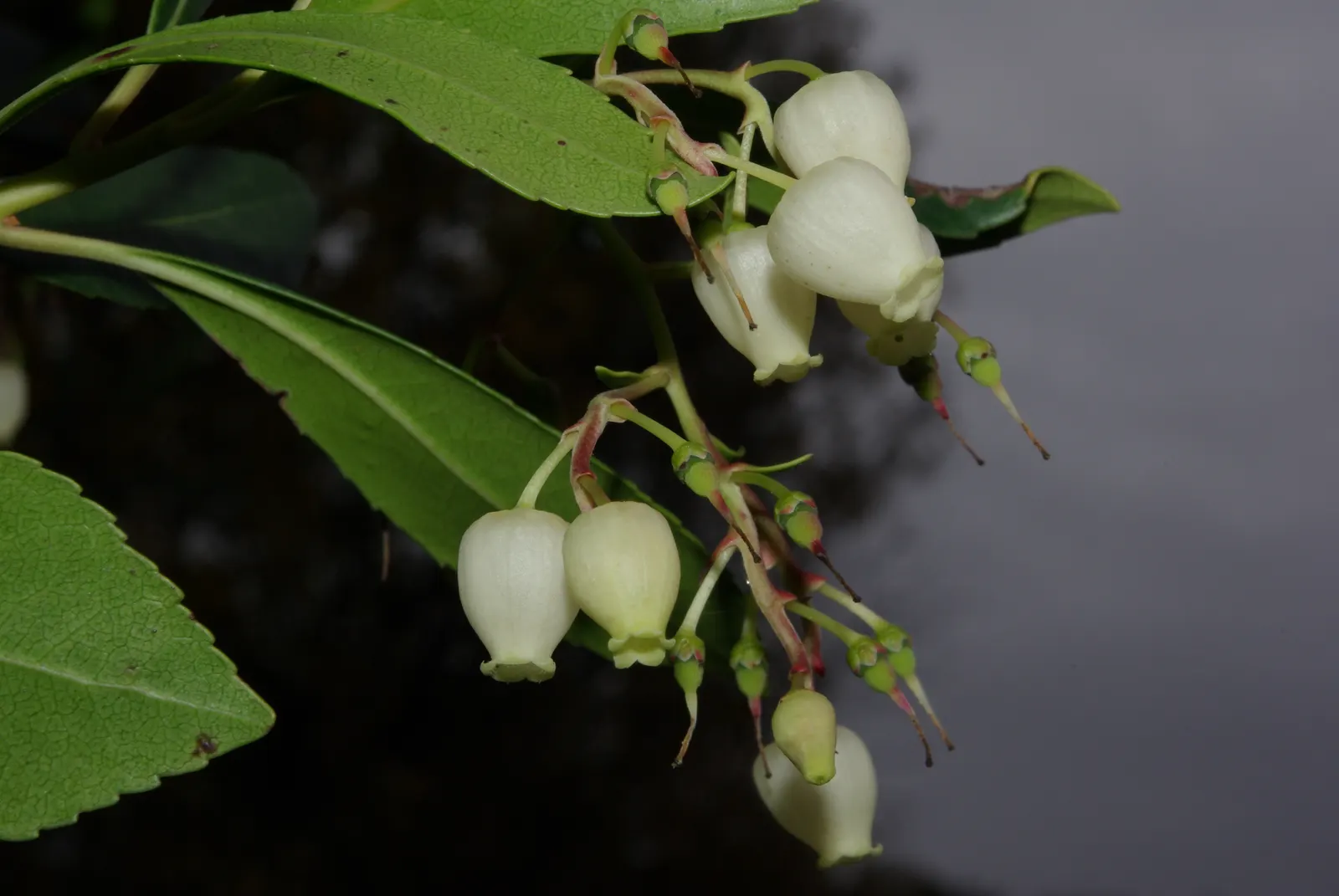Strawberry Tree (Arbutus Unedo) — It boasts glossy green leaves and produces bell-shaped; and exfoliating bark that reveals a beautiful, image 68