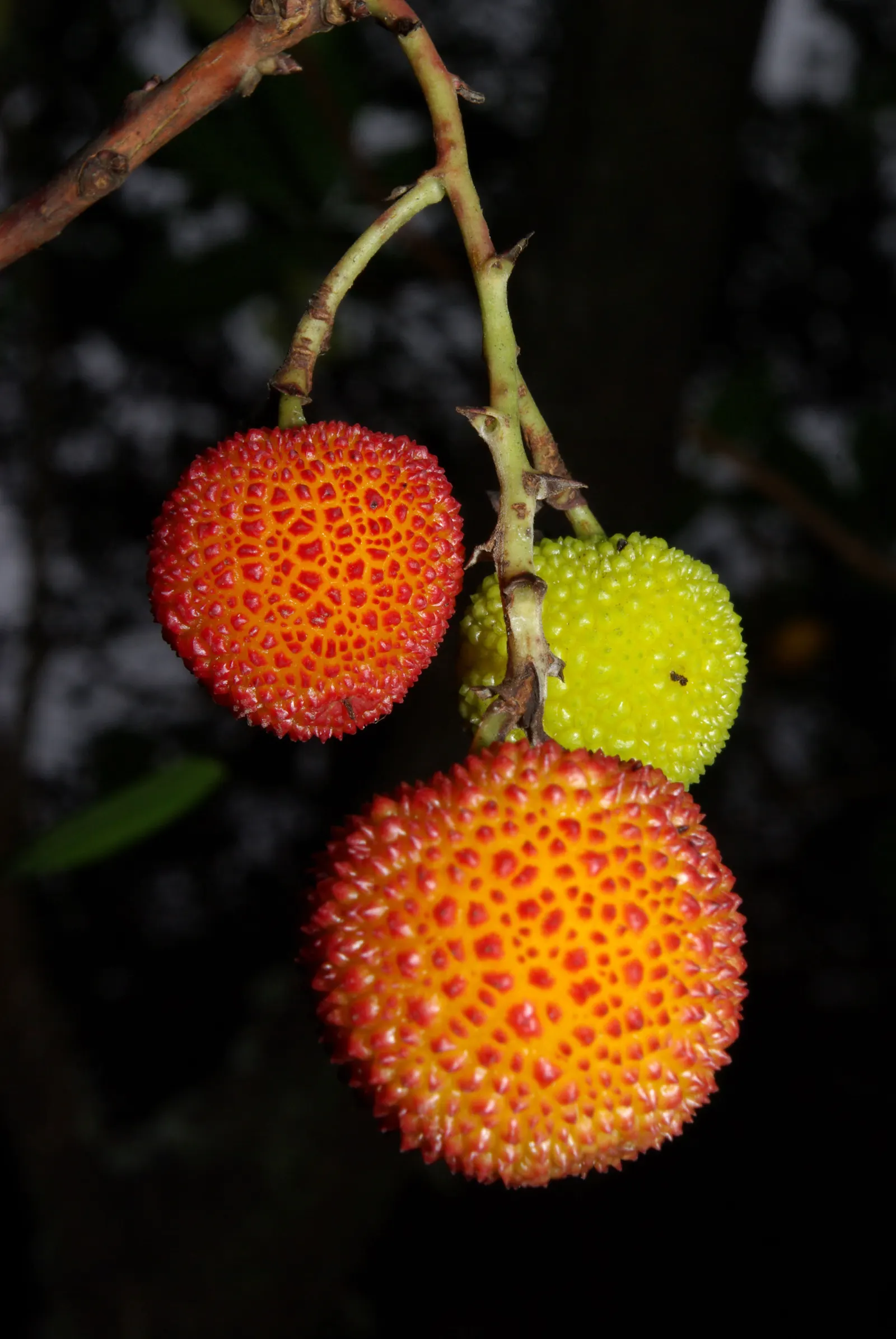 Strawberry Tree (Arbutus Unedo) — while offering year-round interest; white flowers in the garden, image 63