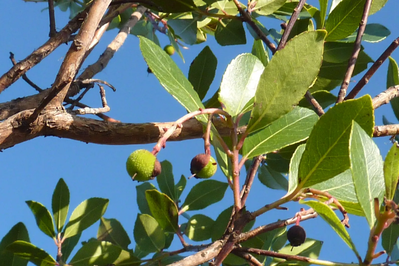 Strawberry Tree (Arbutus Unedo) — which interestingly coexist with the previous year's fruits - round; shrub / tree for full or half, image 101
