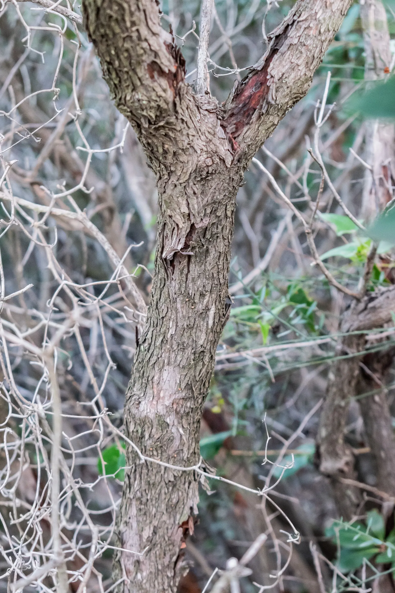 Strawberry Tree (Arbutus Unedo) — which interestingly coexist with the previous year's fruits - round; shrub / tree for full or half, image 79