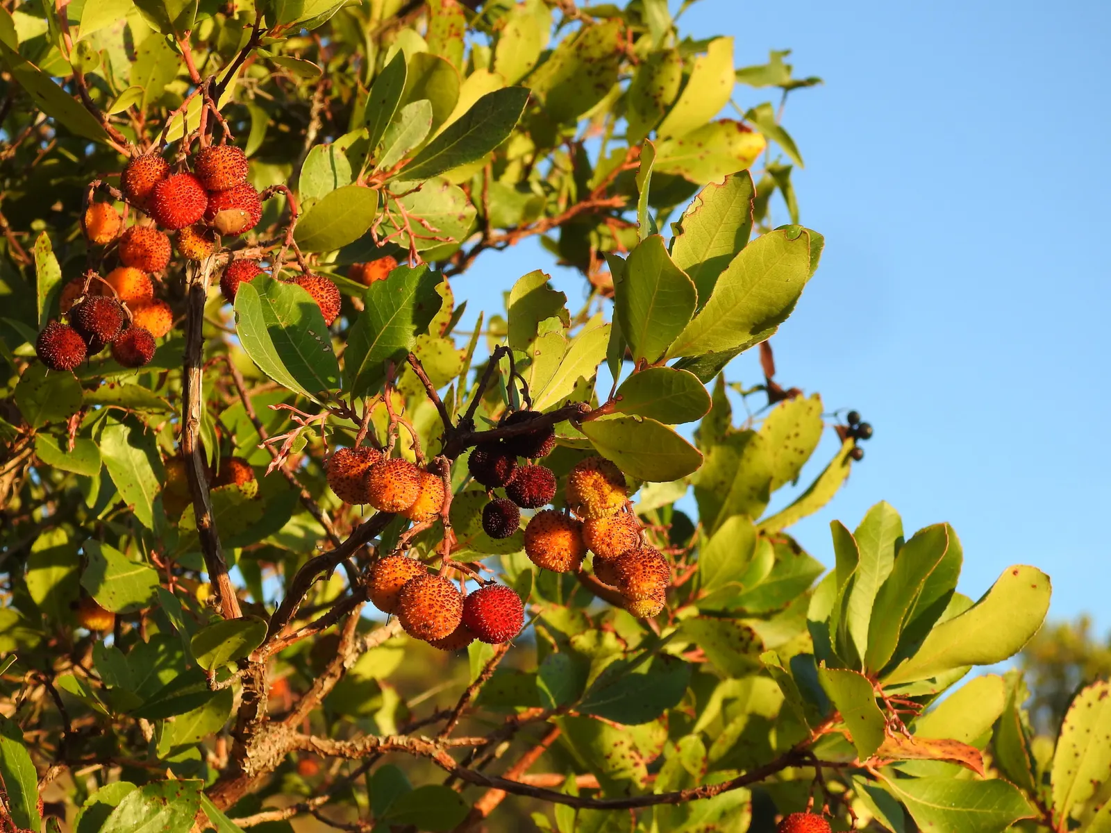 Strawberry Tree (Arbutus Unedo) — Its striking features include rich green; the Strawberry Tree (Arbutus unedo) is an evergreen shrub, reaching, image 76