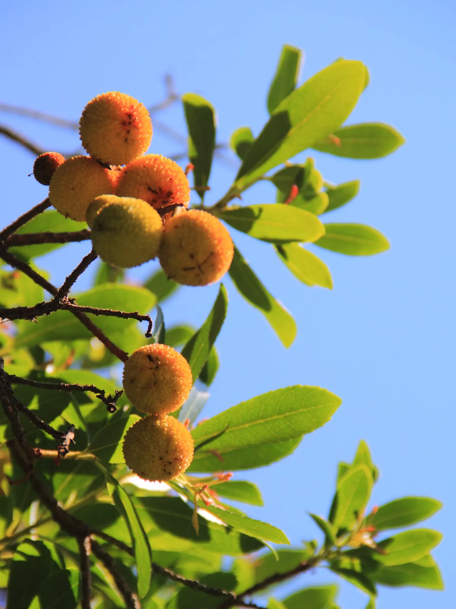 Strawberry Tree (Arbutus Unedo) — shrub / tree for full or half; while offering year-round interest, image 66