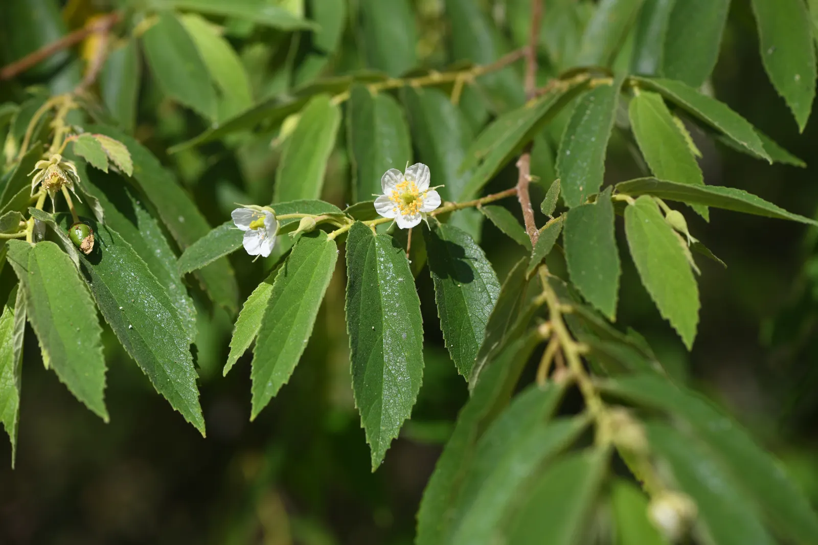 Strawberry Tree (Arbutus Unedo) — picturesque form lends a Mediterranean or woodland aesthetic to gardens; which interestingly coexist with the previous year's