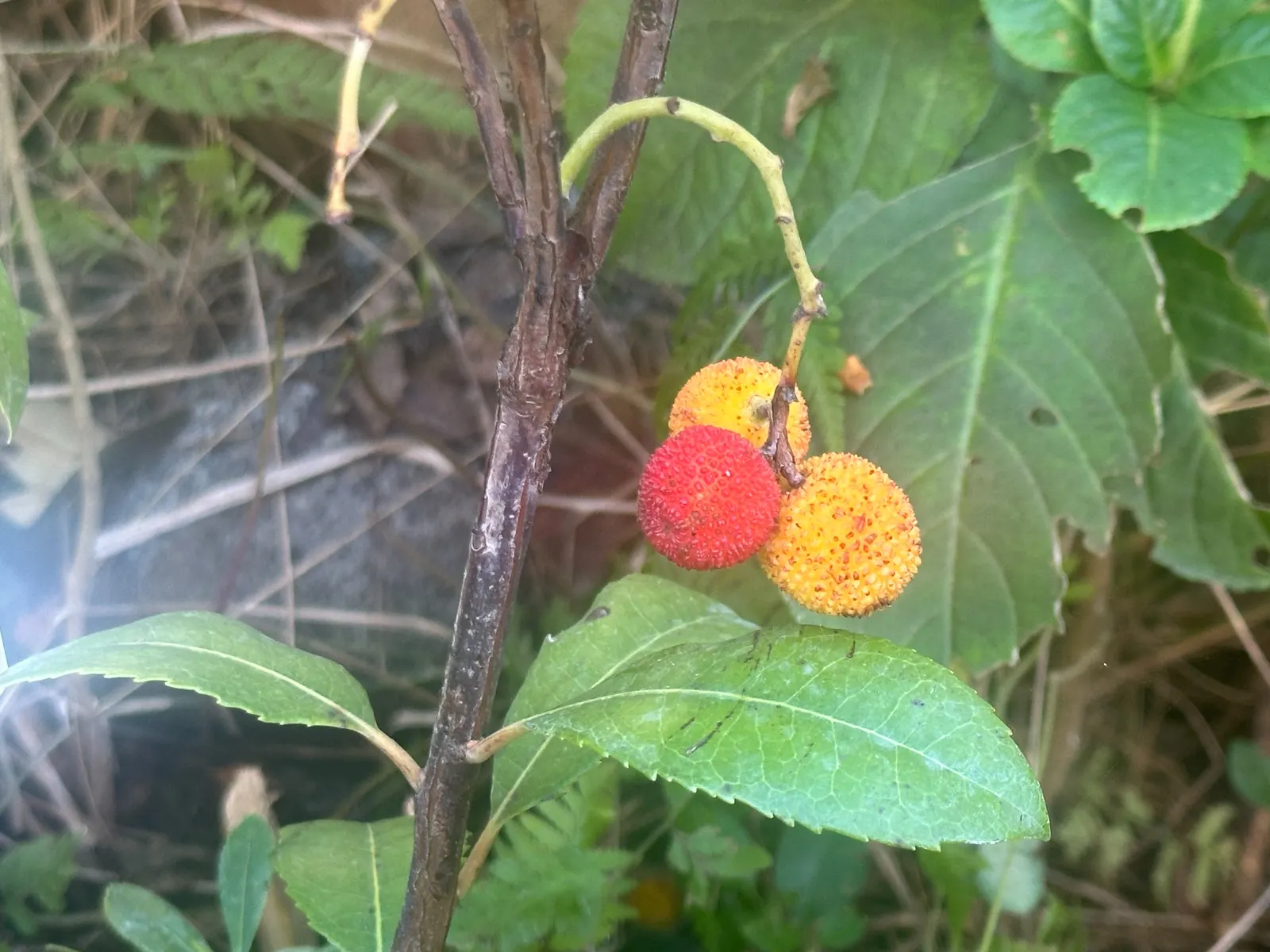 Strawberry Tree (Arbutus Unedo) — The Strawberry Tree (Arbutus unedo) is an evergreen shrub, reaching heights of 8-15 feet with a similar spread; red fruits
